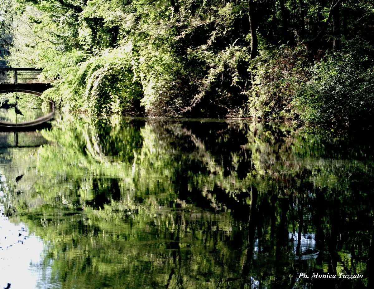 Quando la natura ha le sembianze di un leone