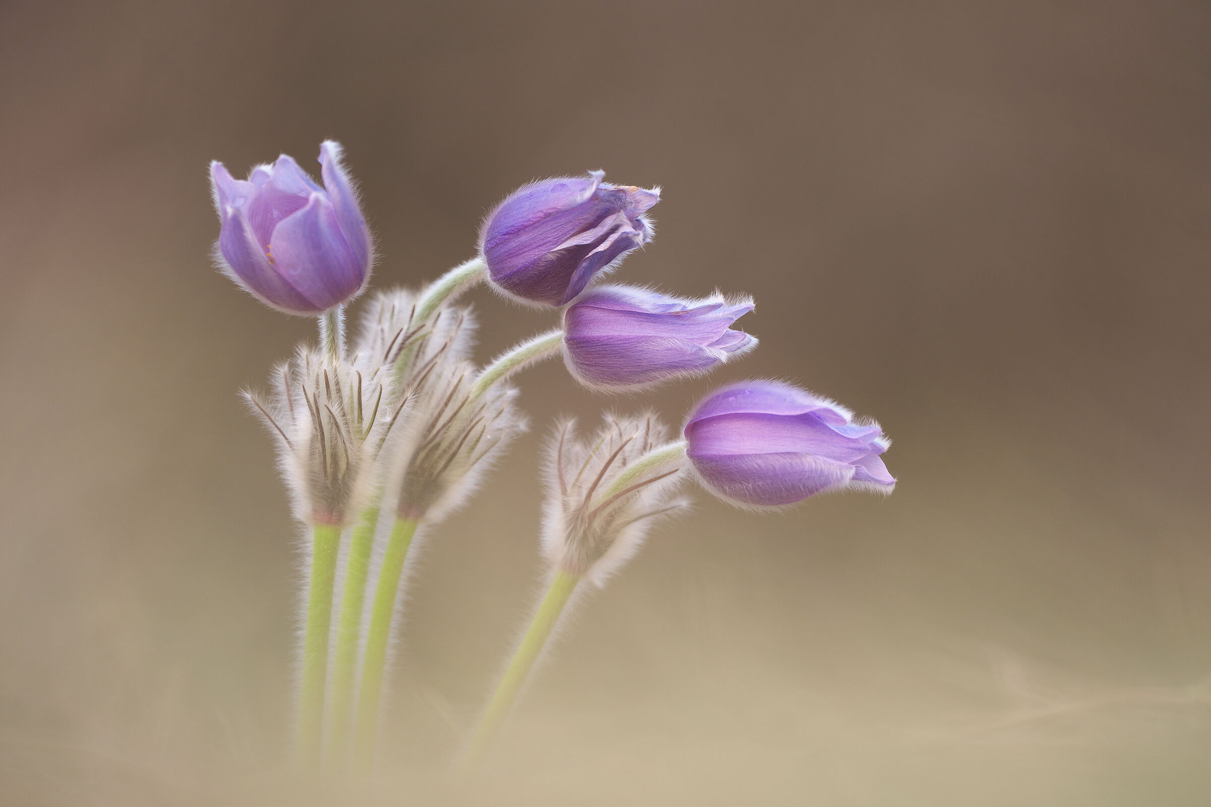 Pulsatilla grandis II