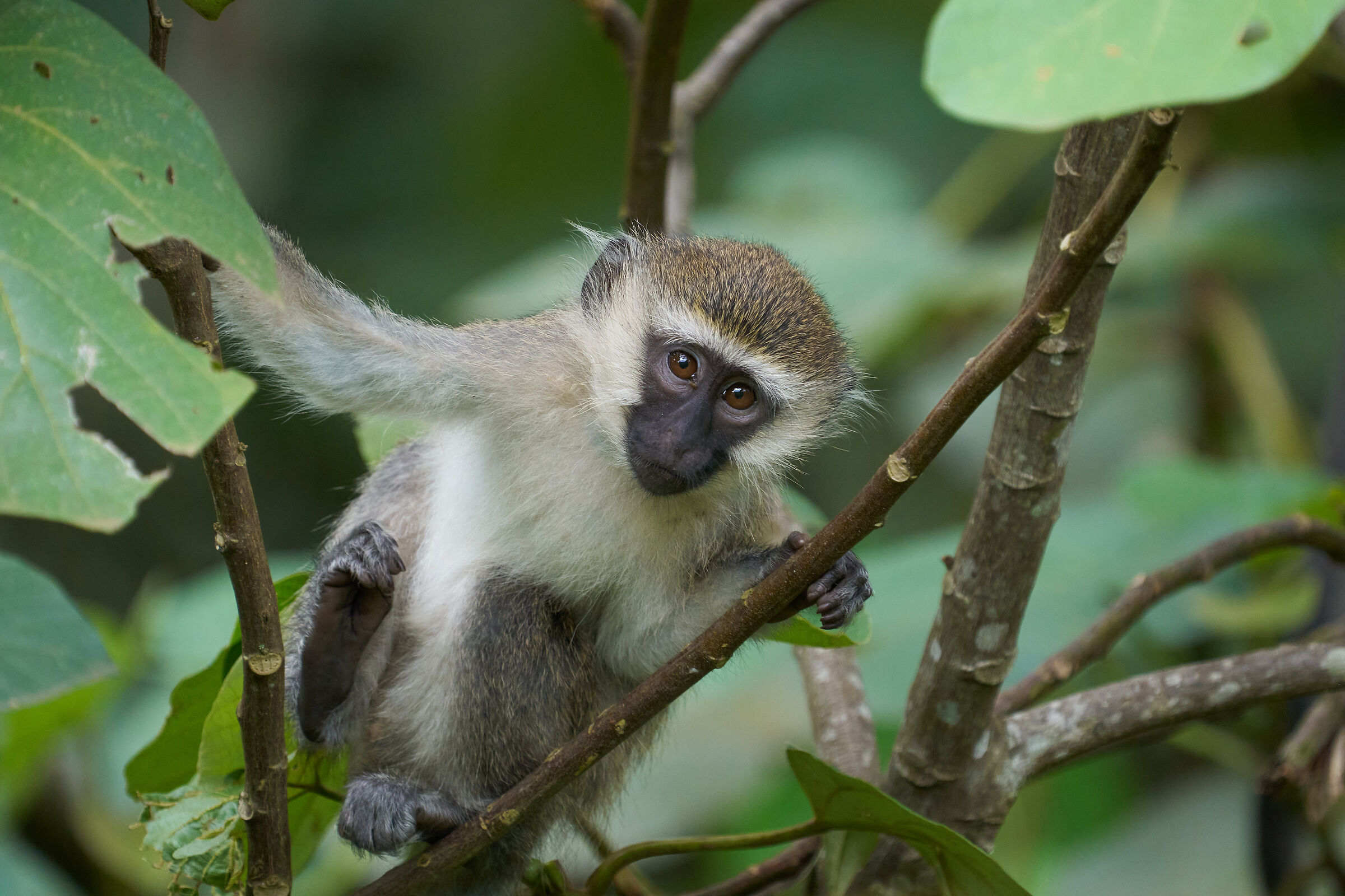 Vervet monkey - Cercopiteco verde