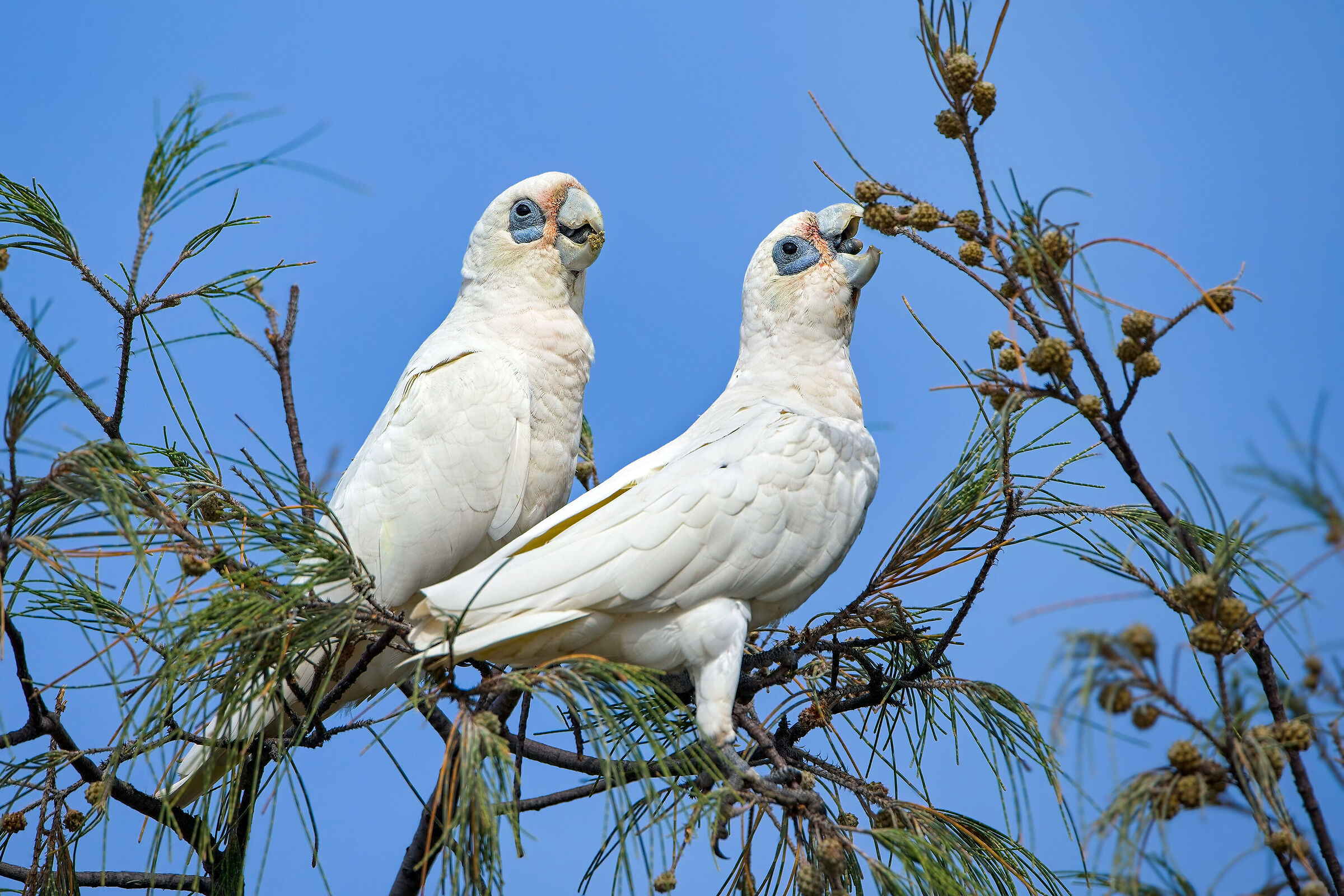 Corella minore (Cacatua sanguinea)