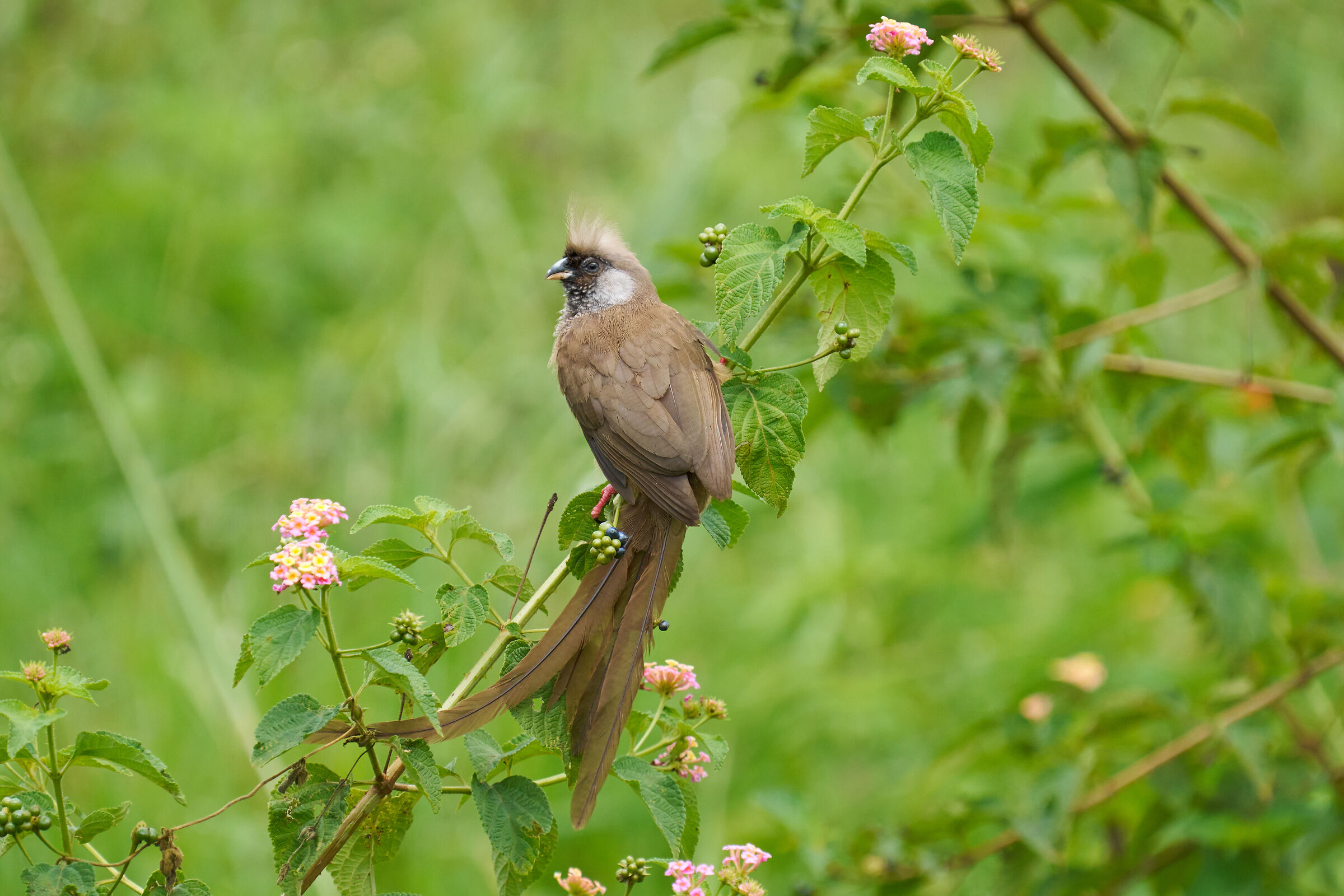 Uccello topo macchiettato (Colius striatus)