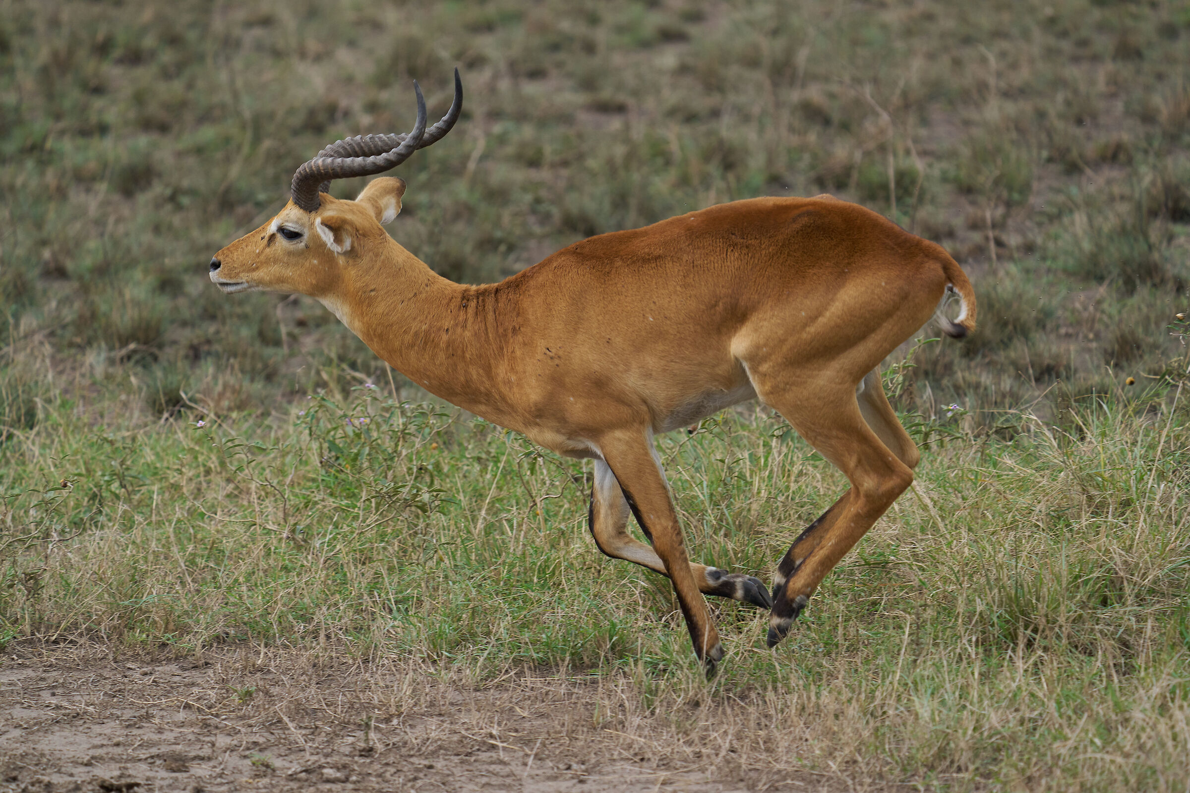 Uganda kob (Kobus kob thomasi)