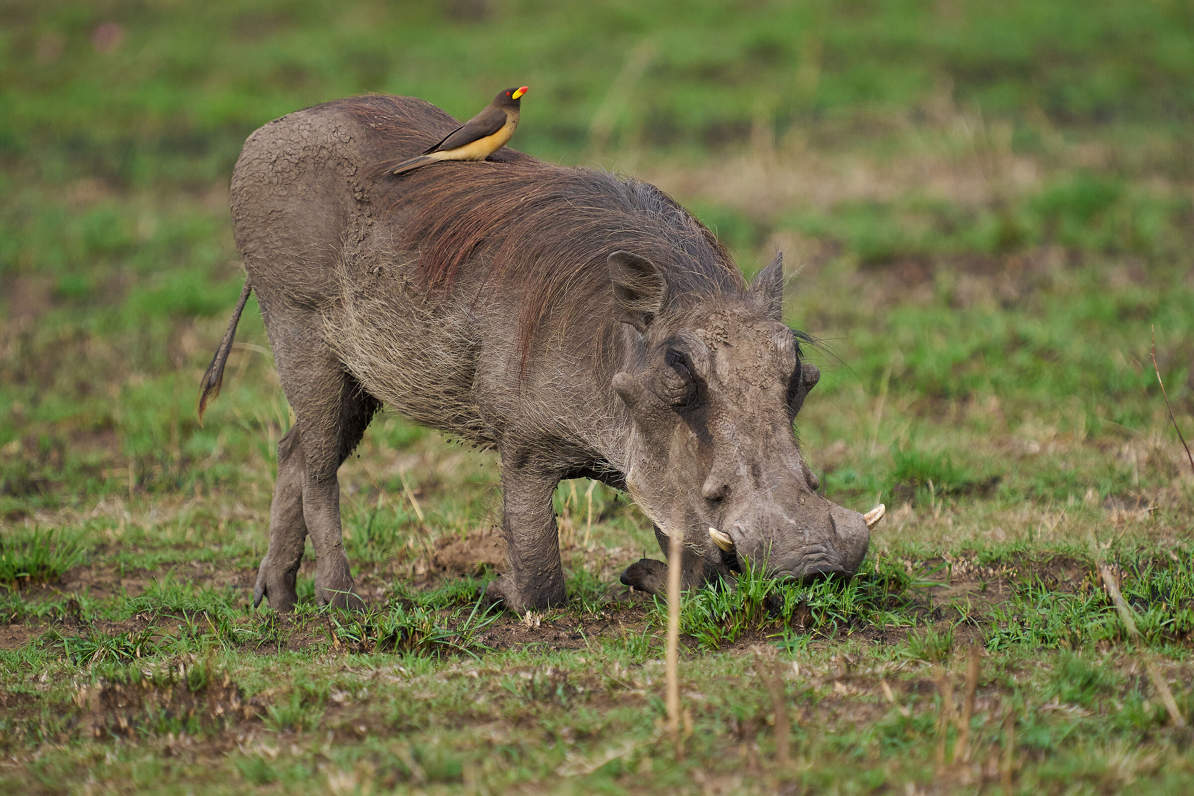 Warthog with Oxpecker