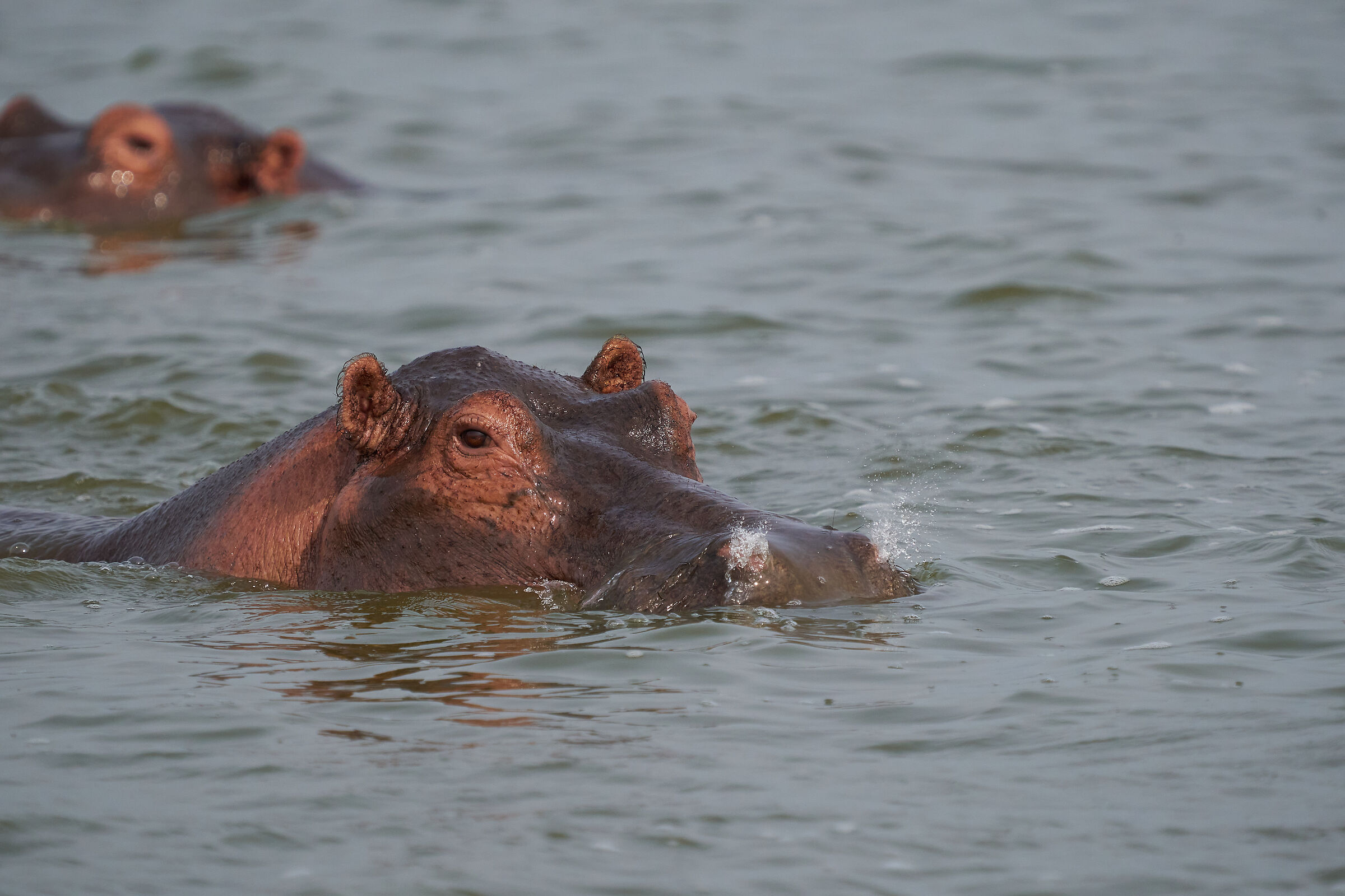 Hippopotamus