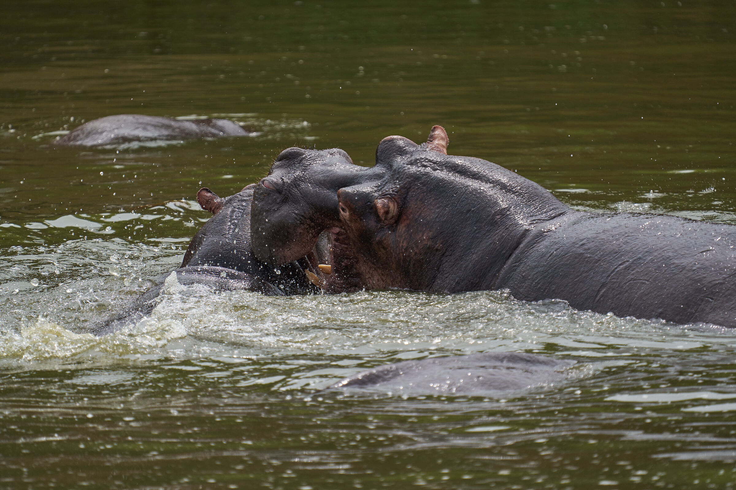 Hippos
