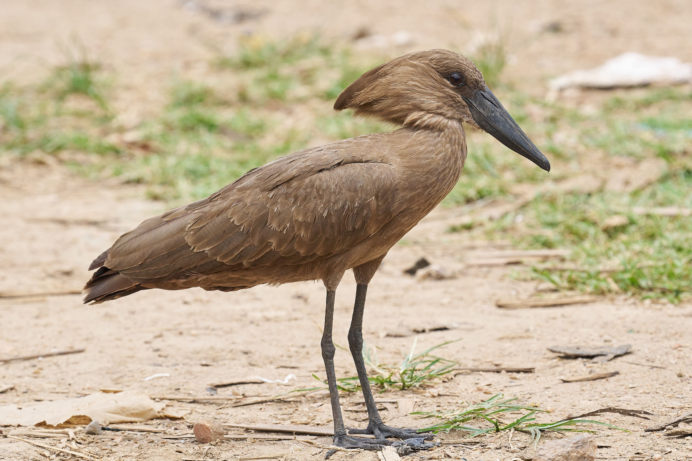 Hamerkop (Scopus umbretta)
