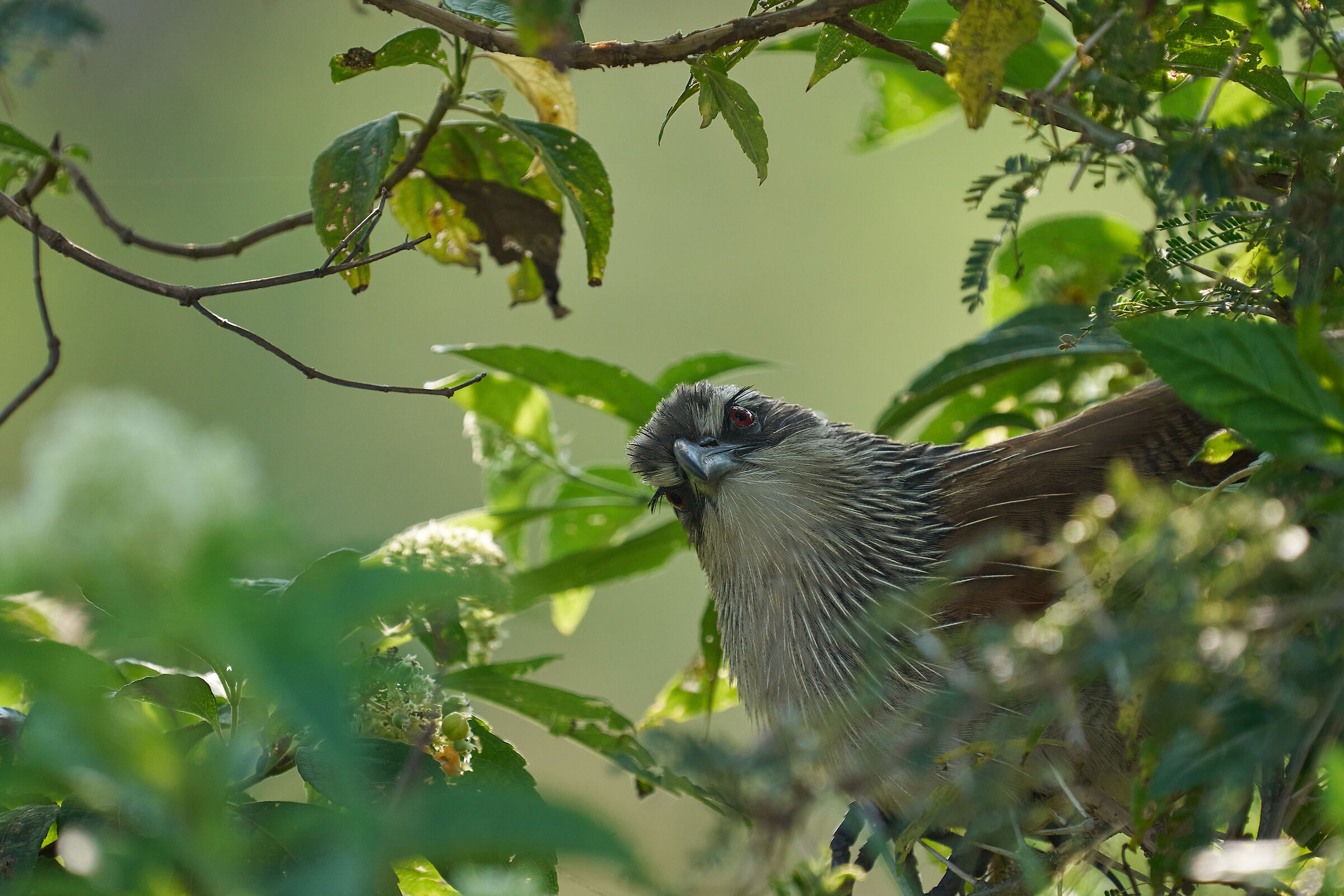 White browed Coucal