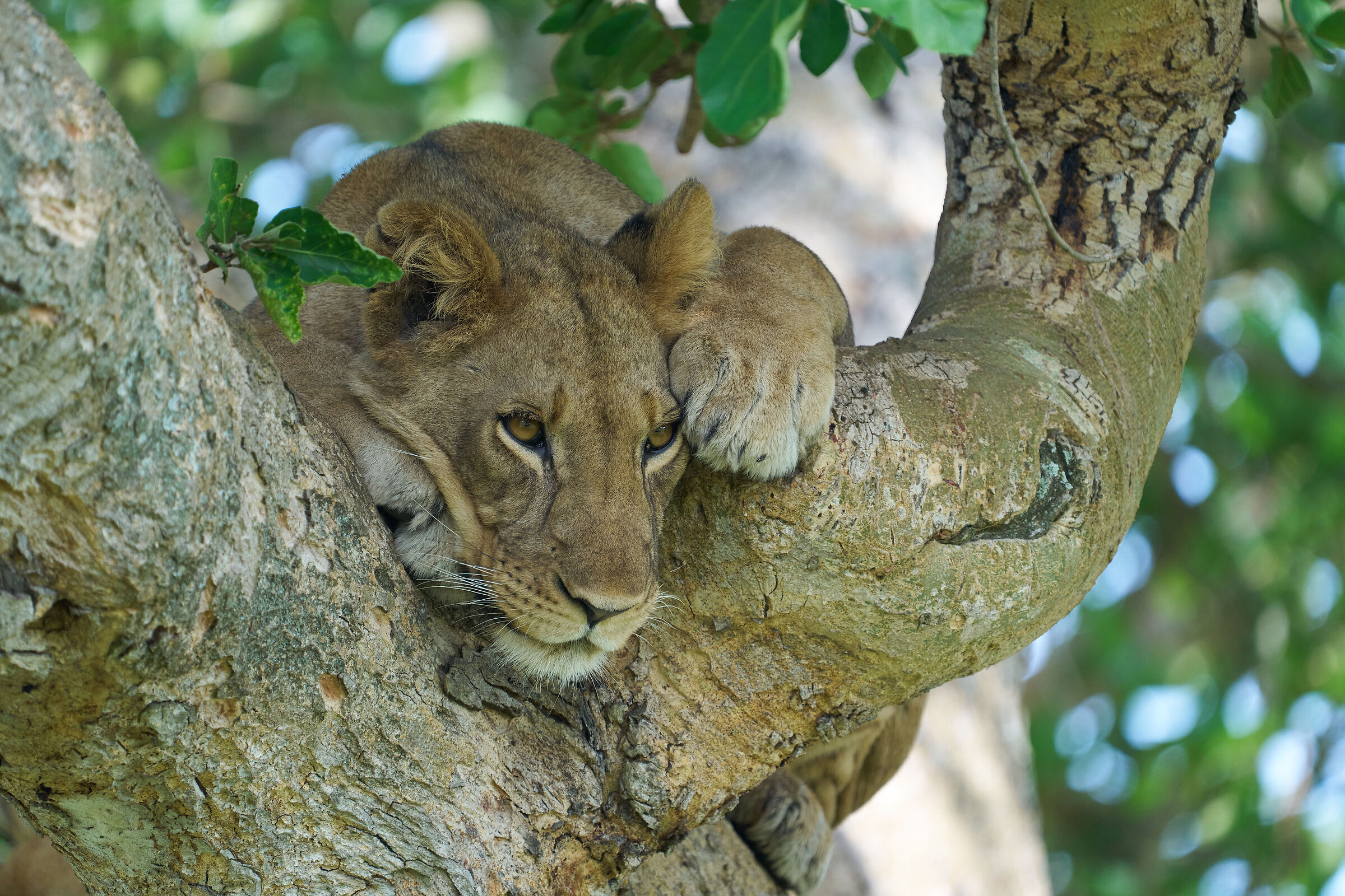 Ishasha climbing lion