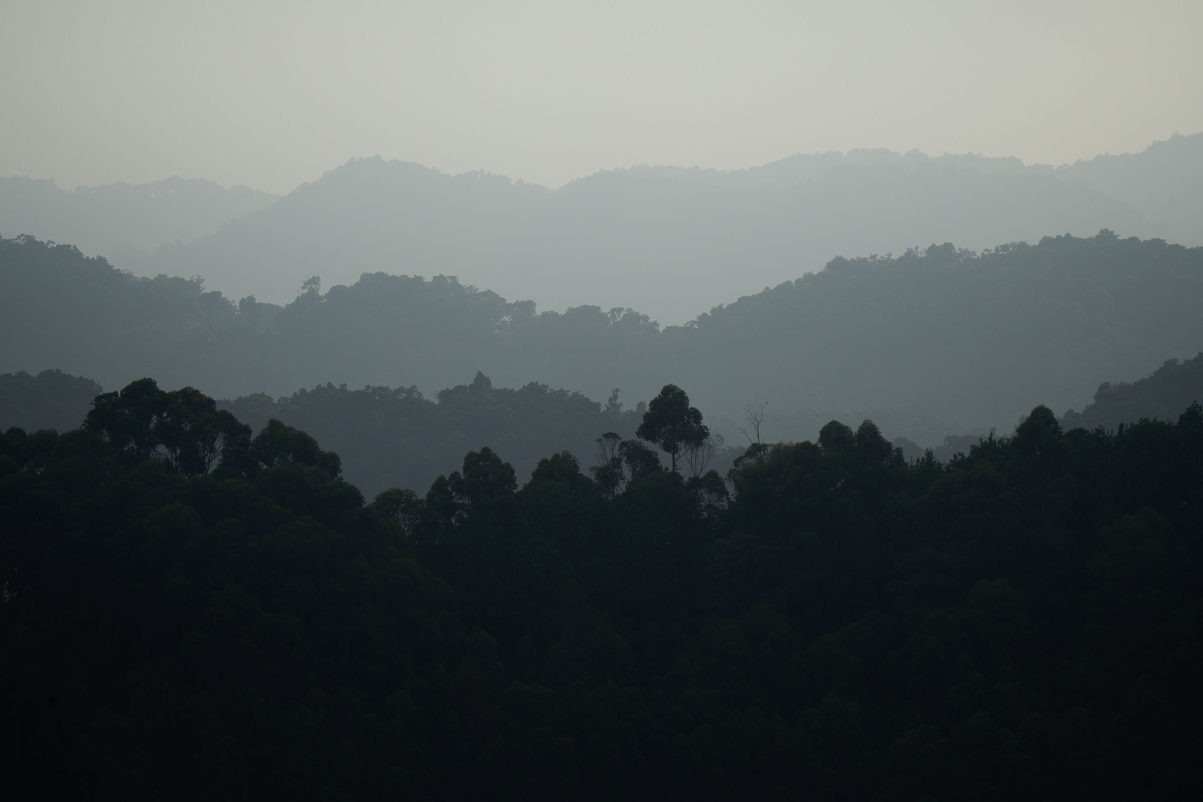 Bwindi impenetrable forest