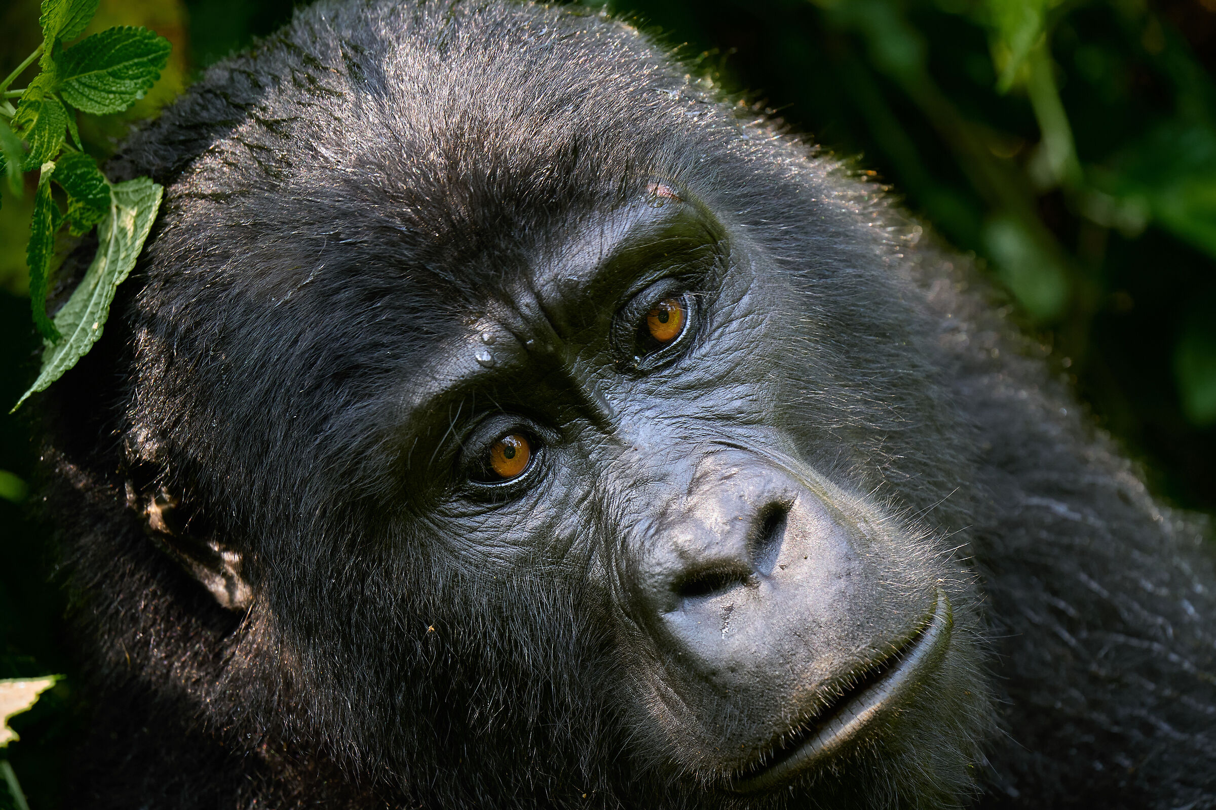 Mountain Gorilla