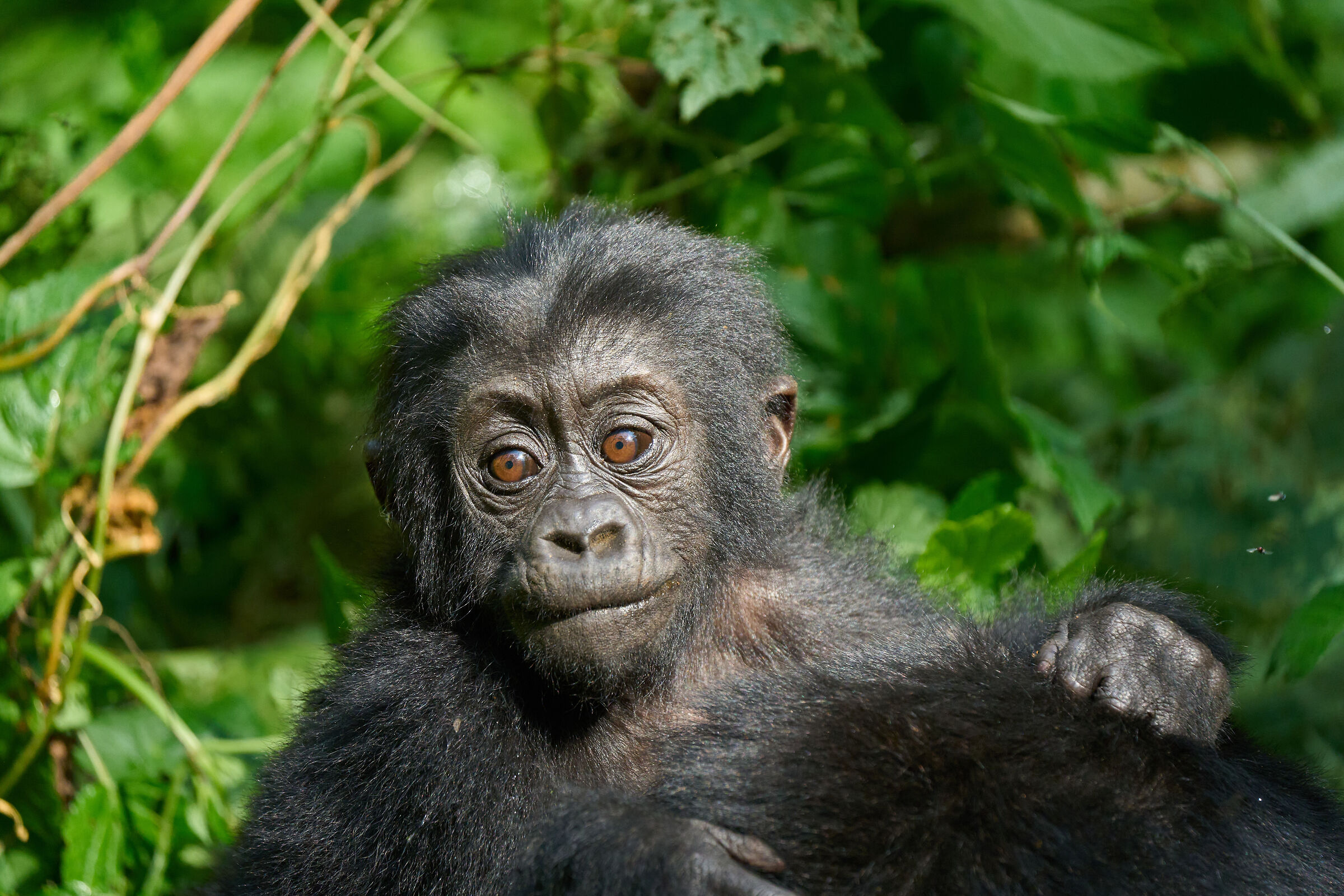 The future silverback will be me!