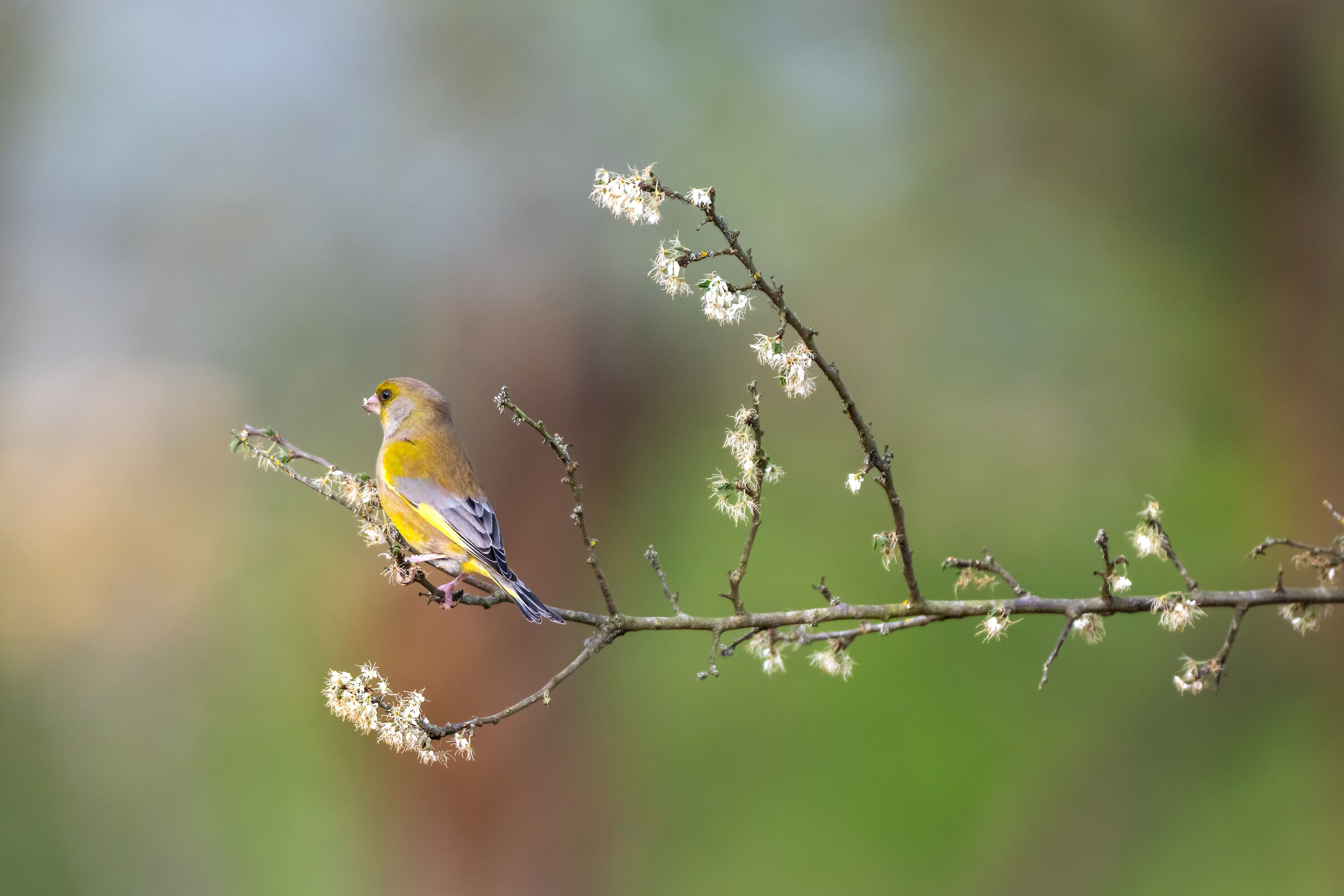 Spring