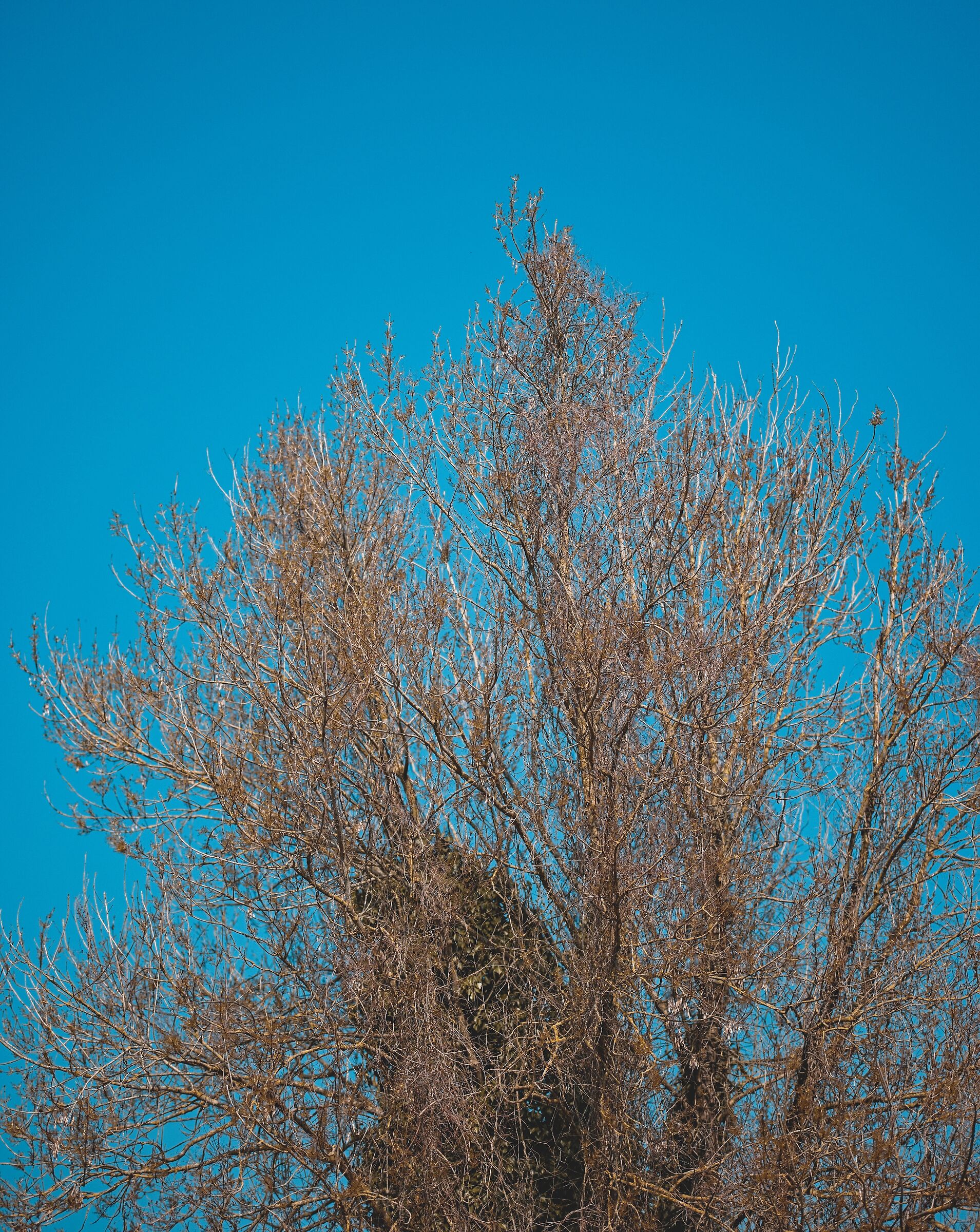 Frassino in primavera