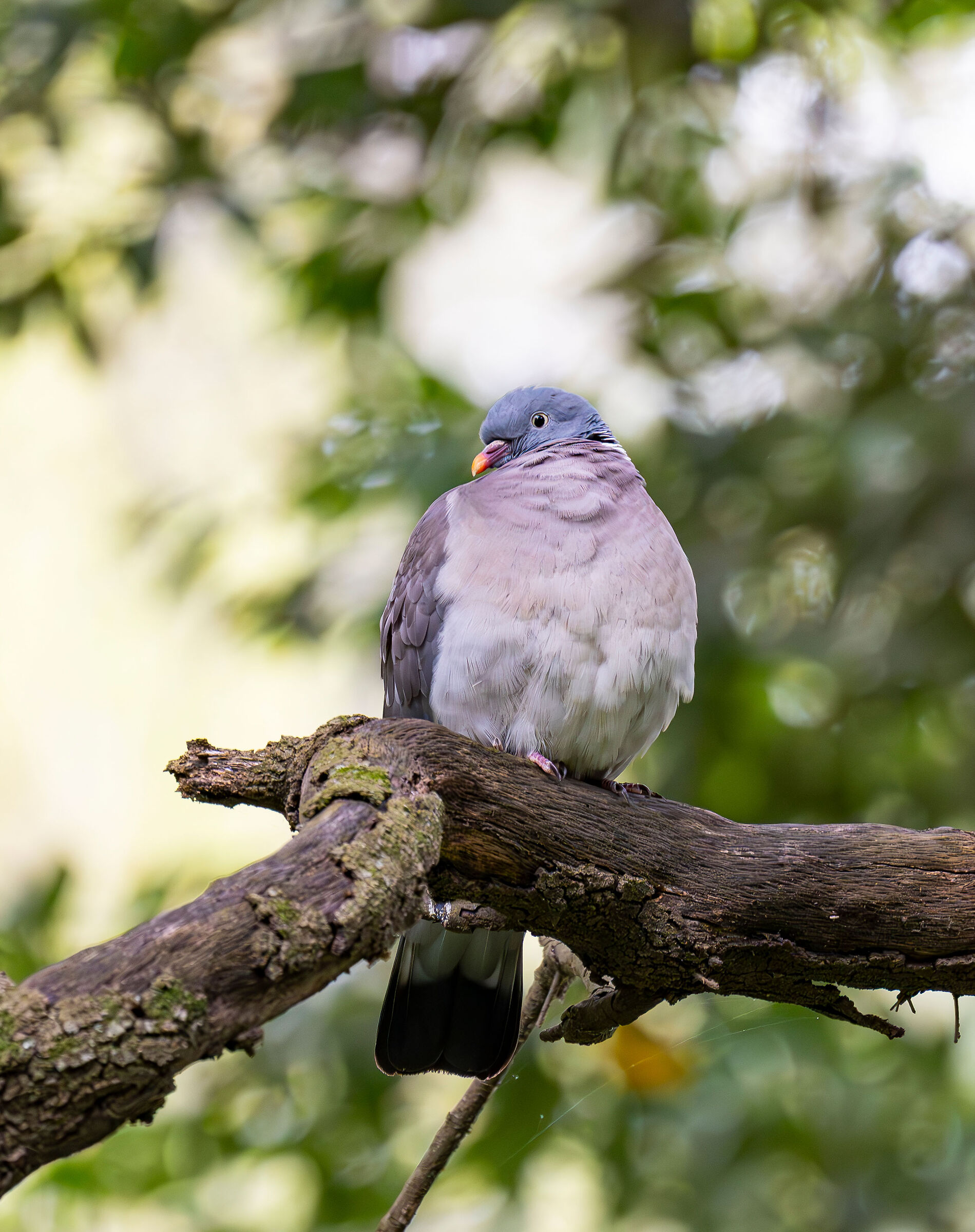 Wood pigeon