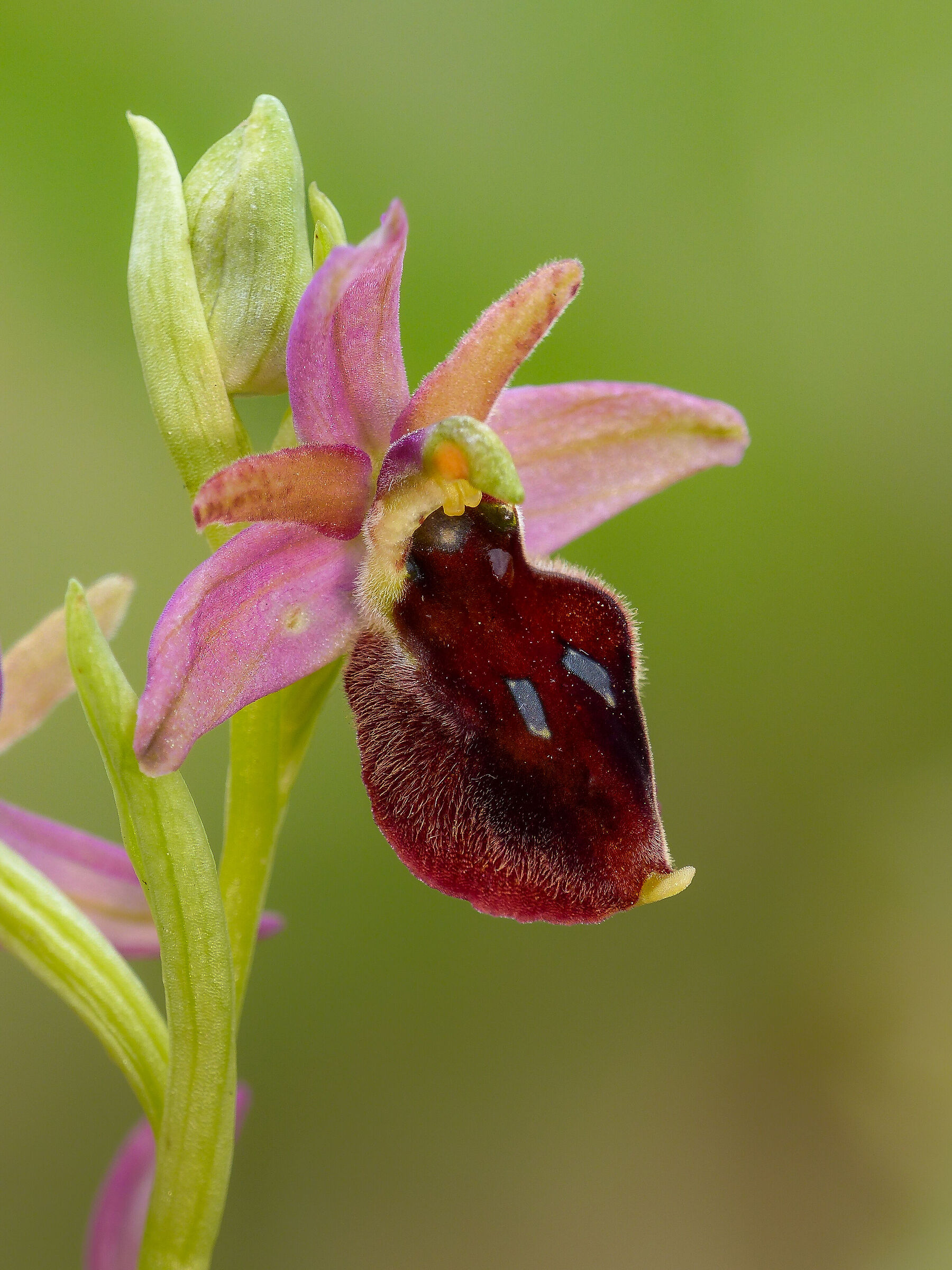 Ophrys argolica crabronifera