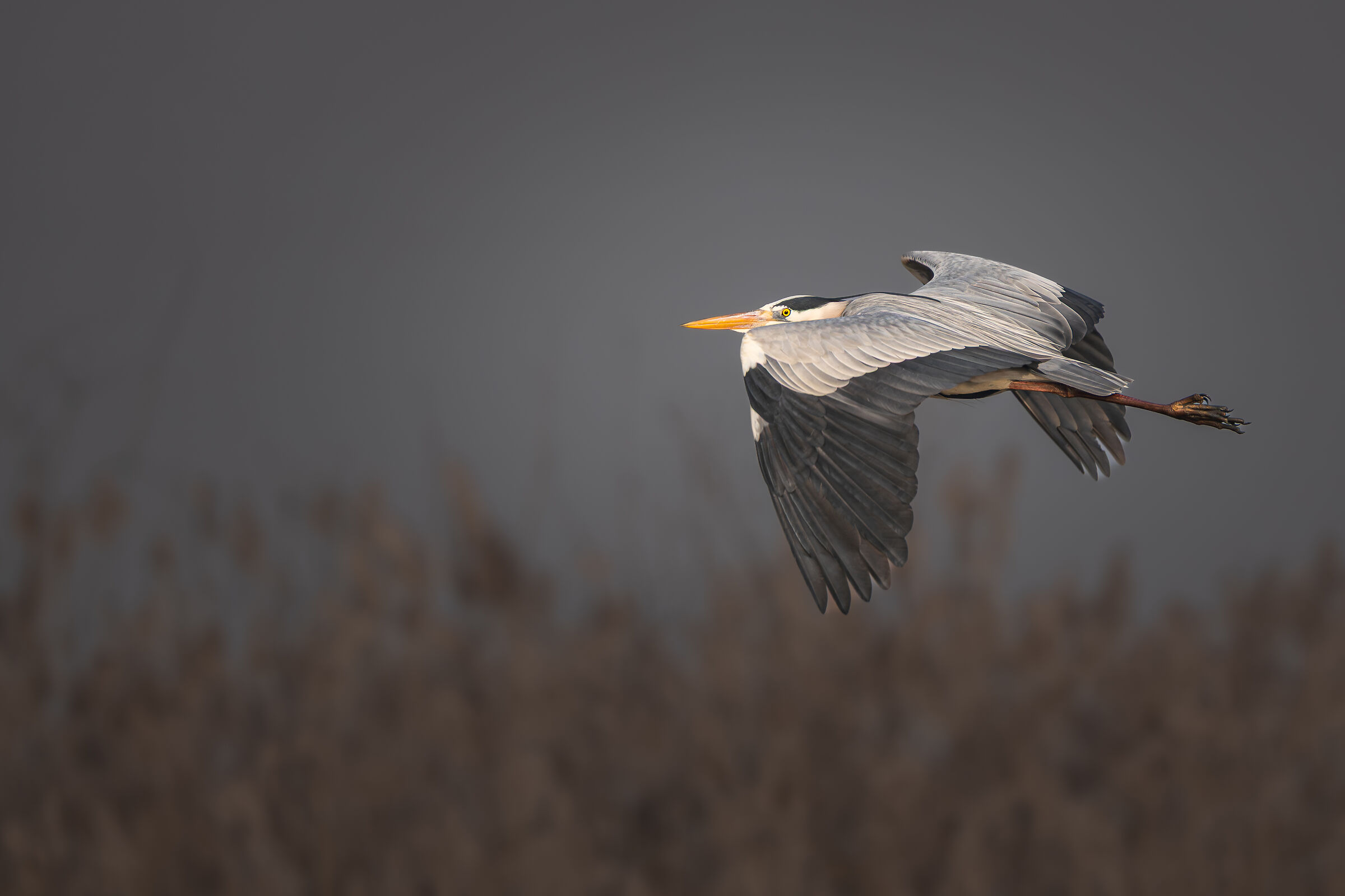 Grey Heron