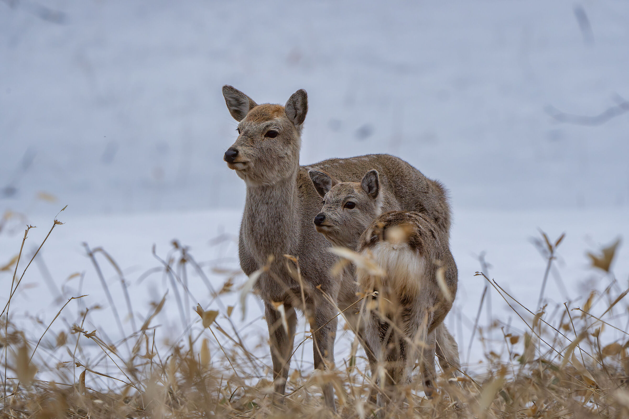 Mother doe and cub (siki)