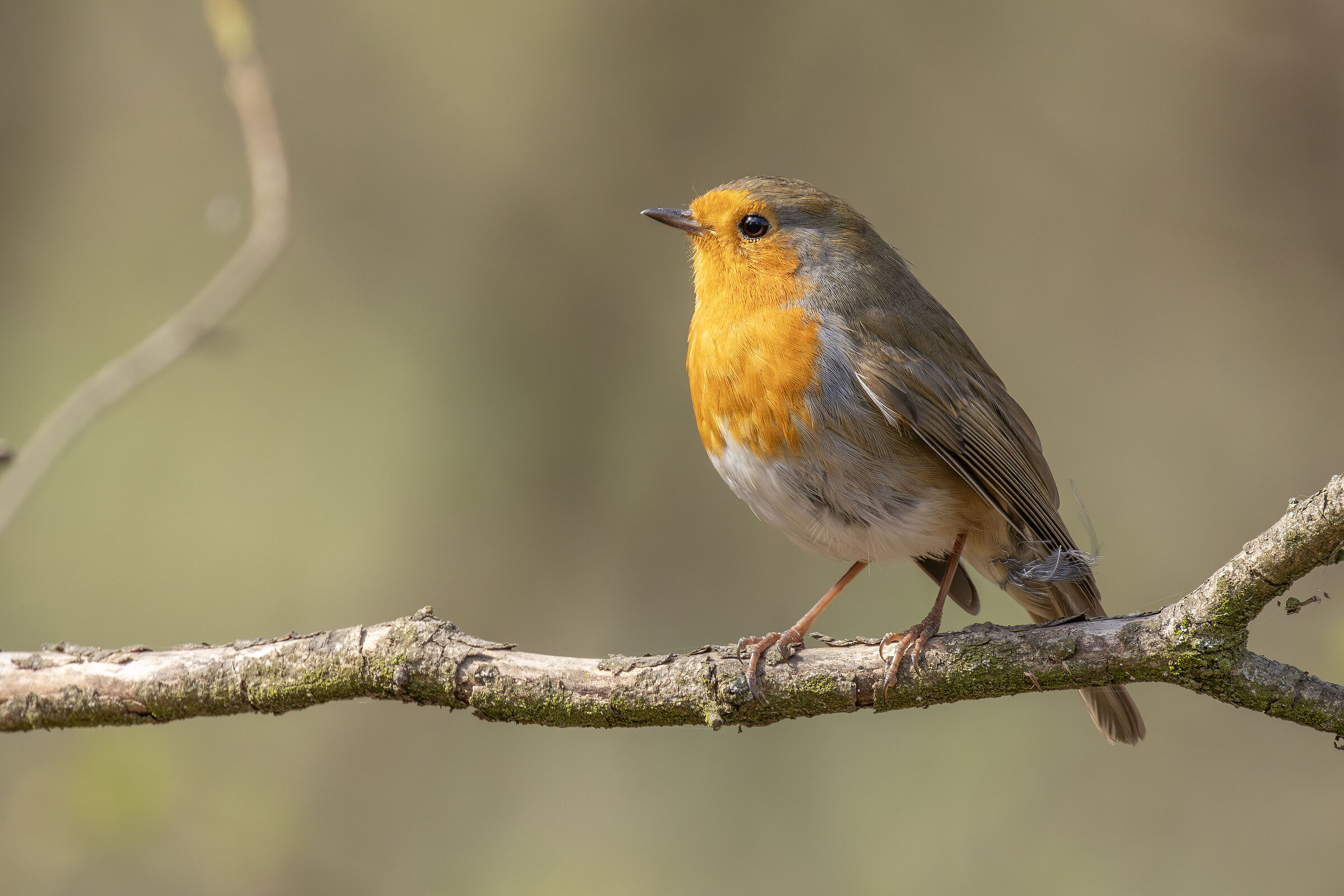 Robin