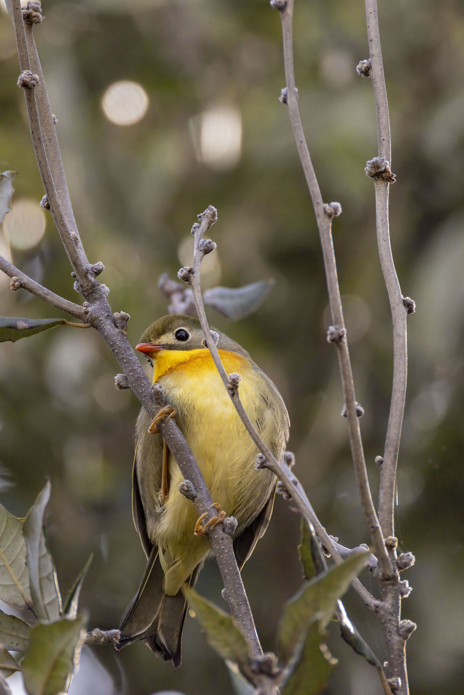 Nightingale of Japan