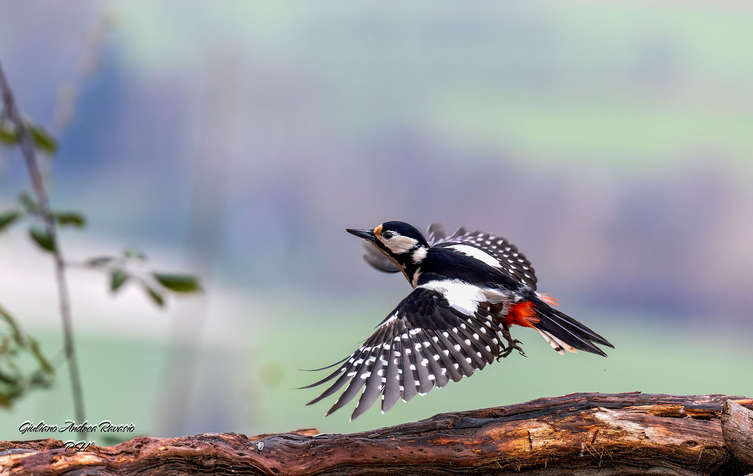 I beat her in flight