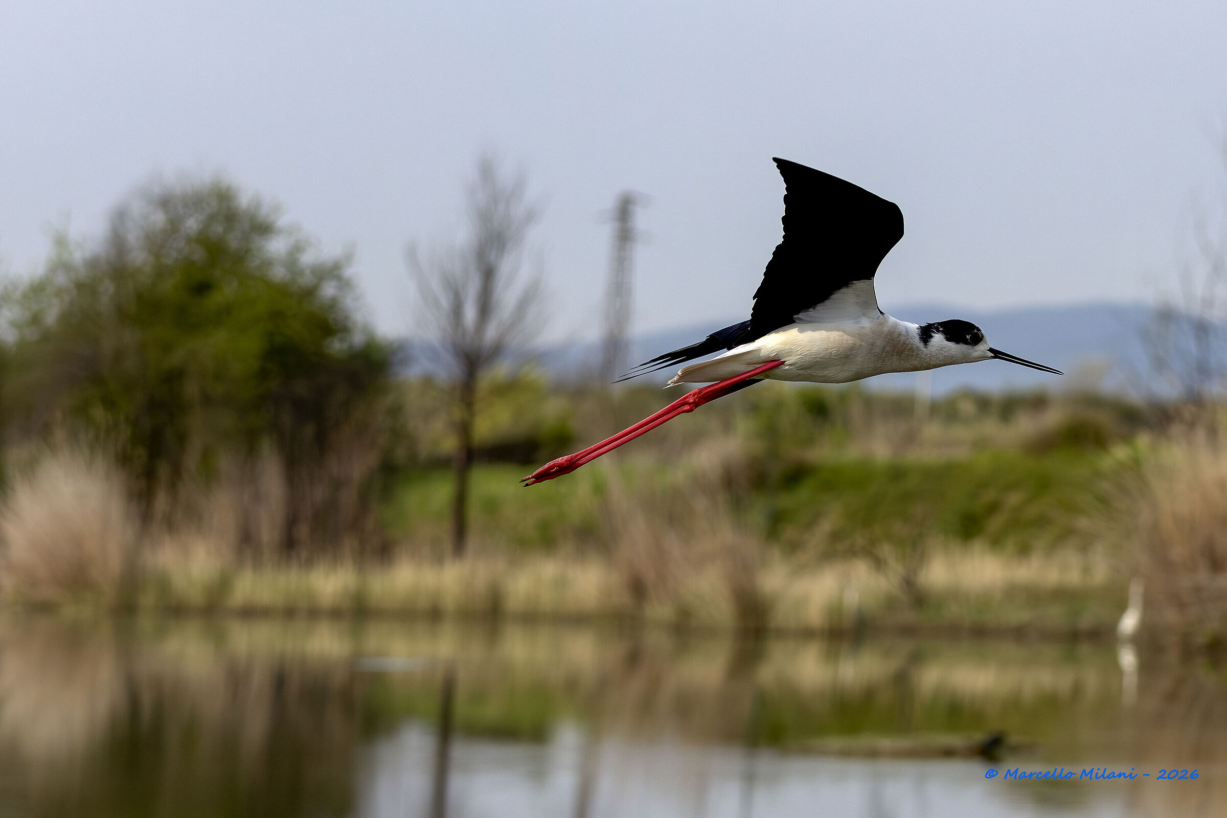 Black-winged Stilt