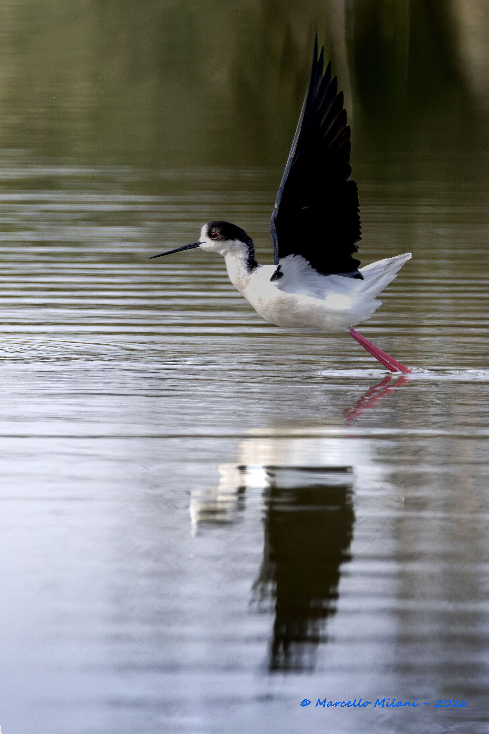 Black-winged Stilt