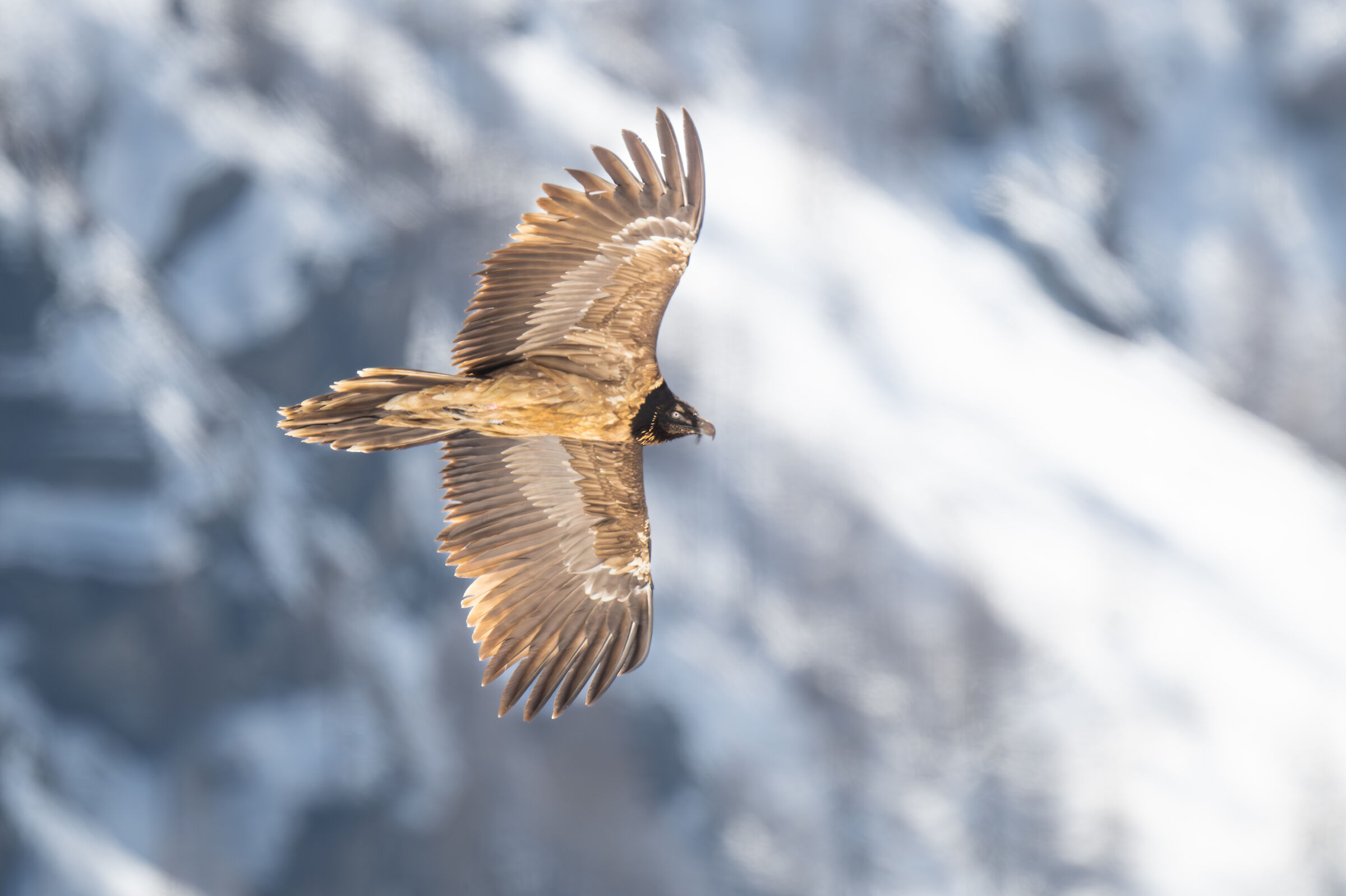 Young bearded vulture