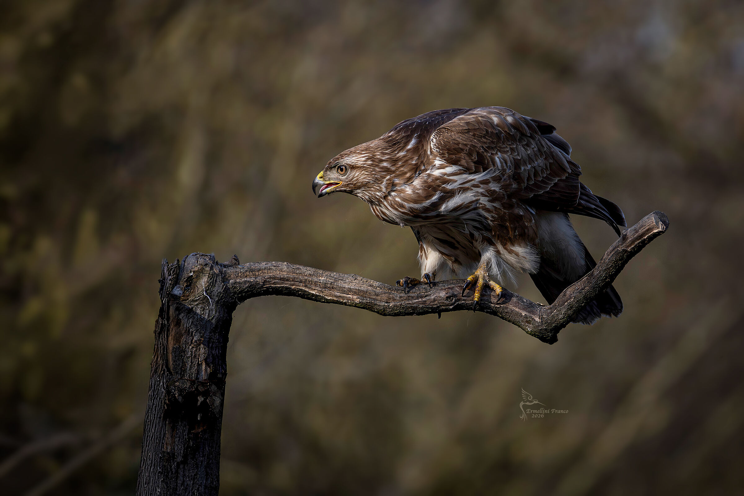 buzzard