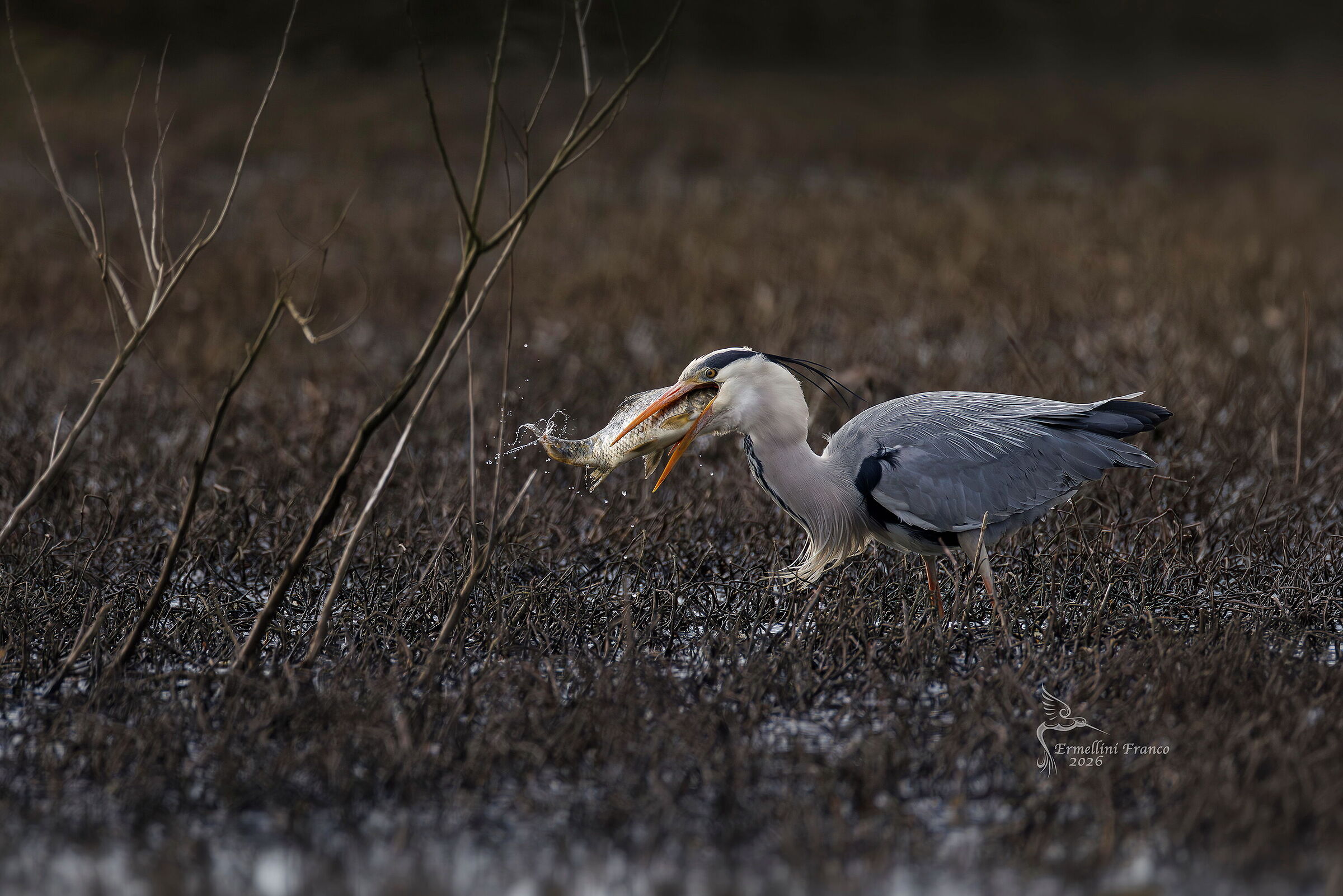 Grey Heron