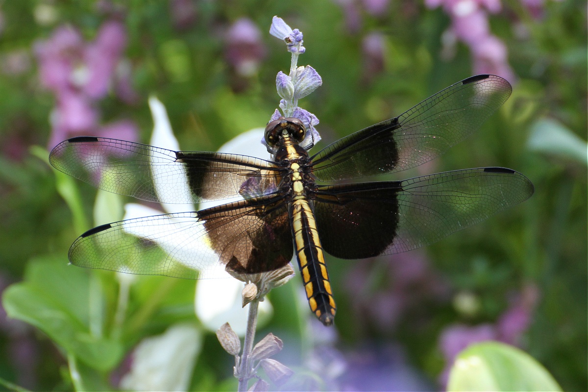 Dragonfly transparent ;)