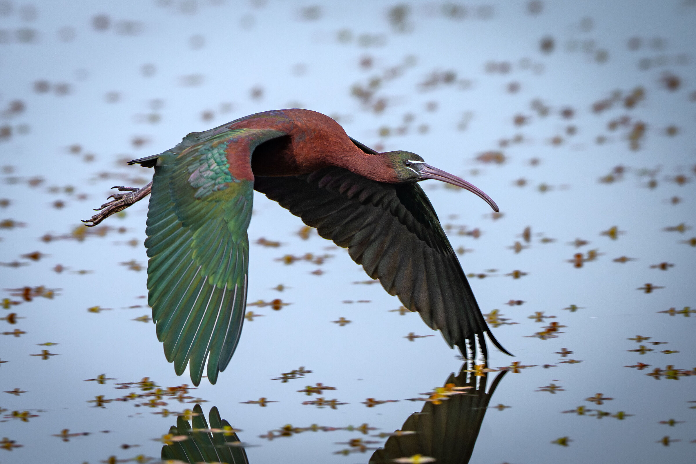 Mignattaio in volo