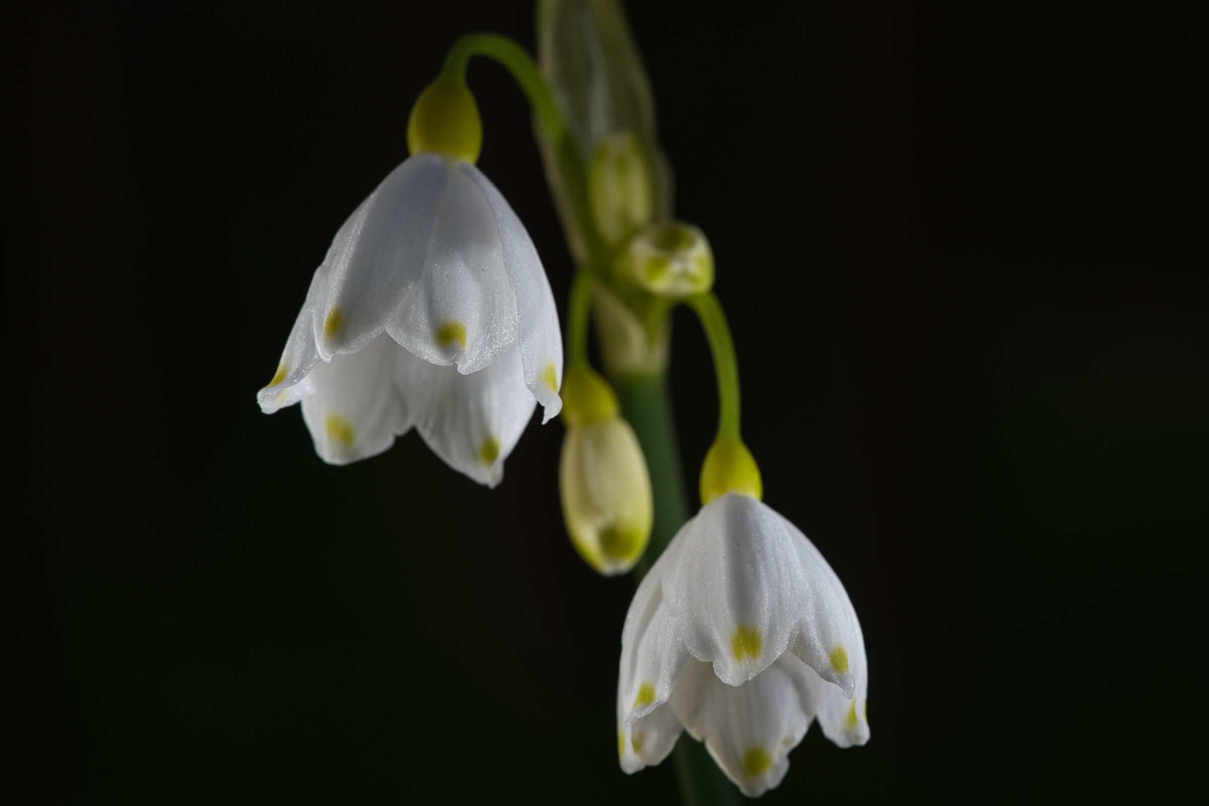 Campanellino di primavera