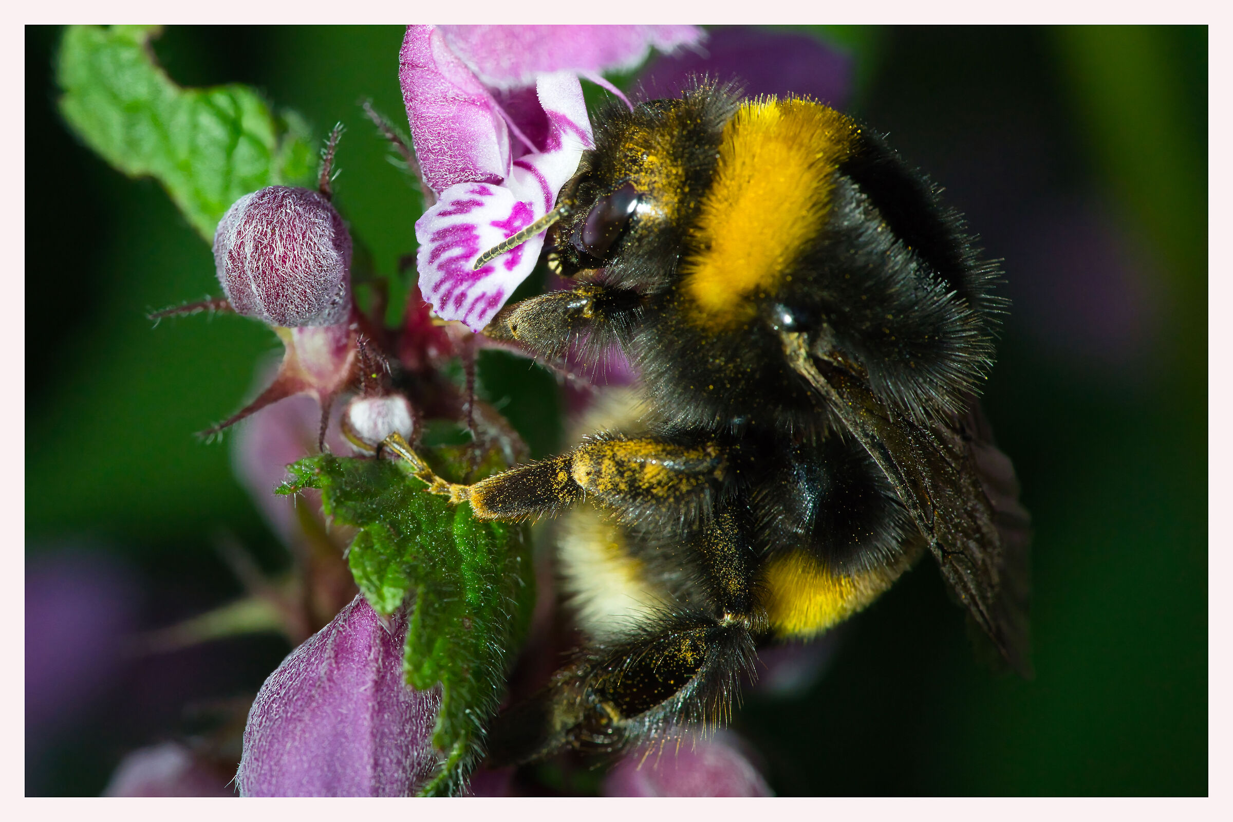 Bumblebee