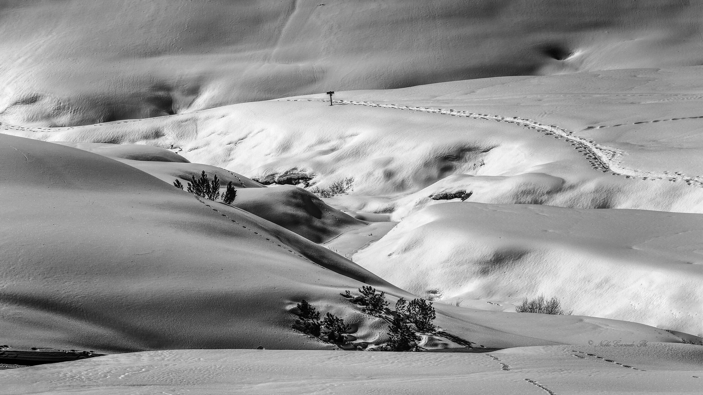 Tracks in the desert.... White