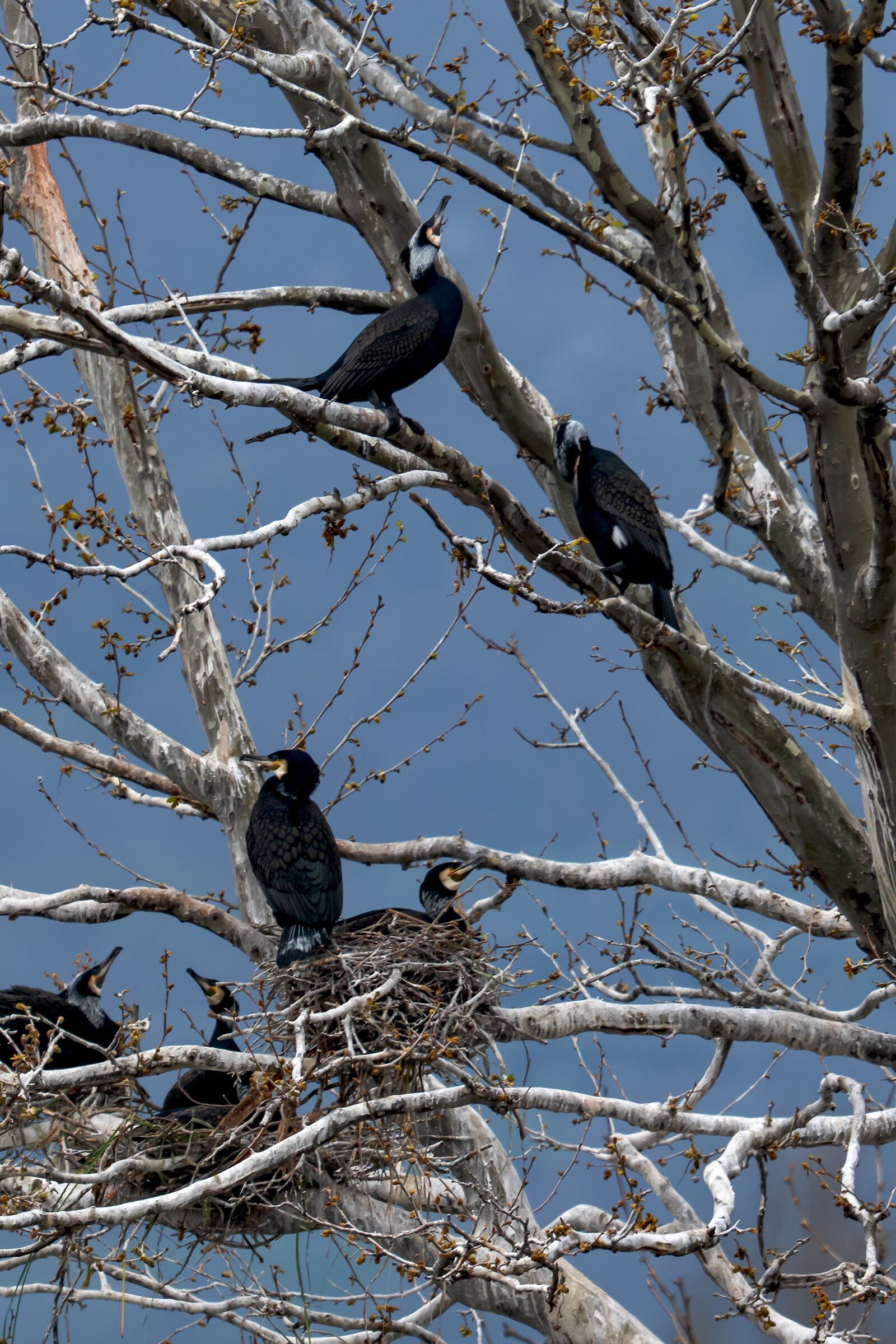 Cormorants
