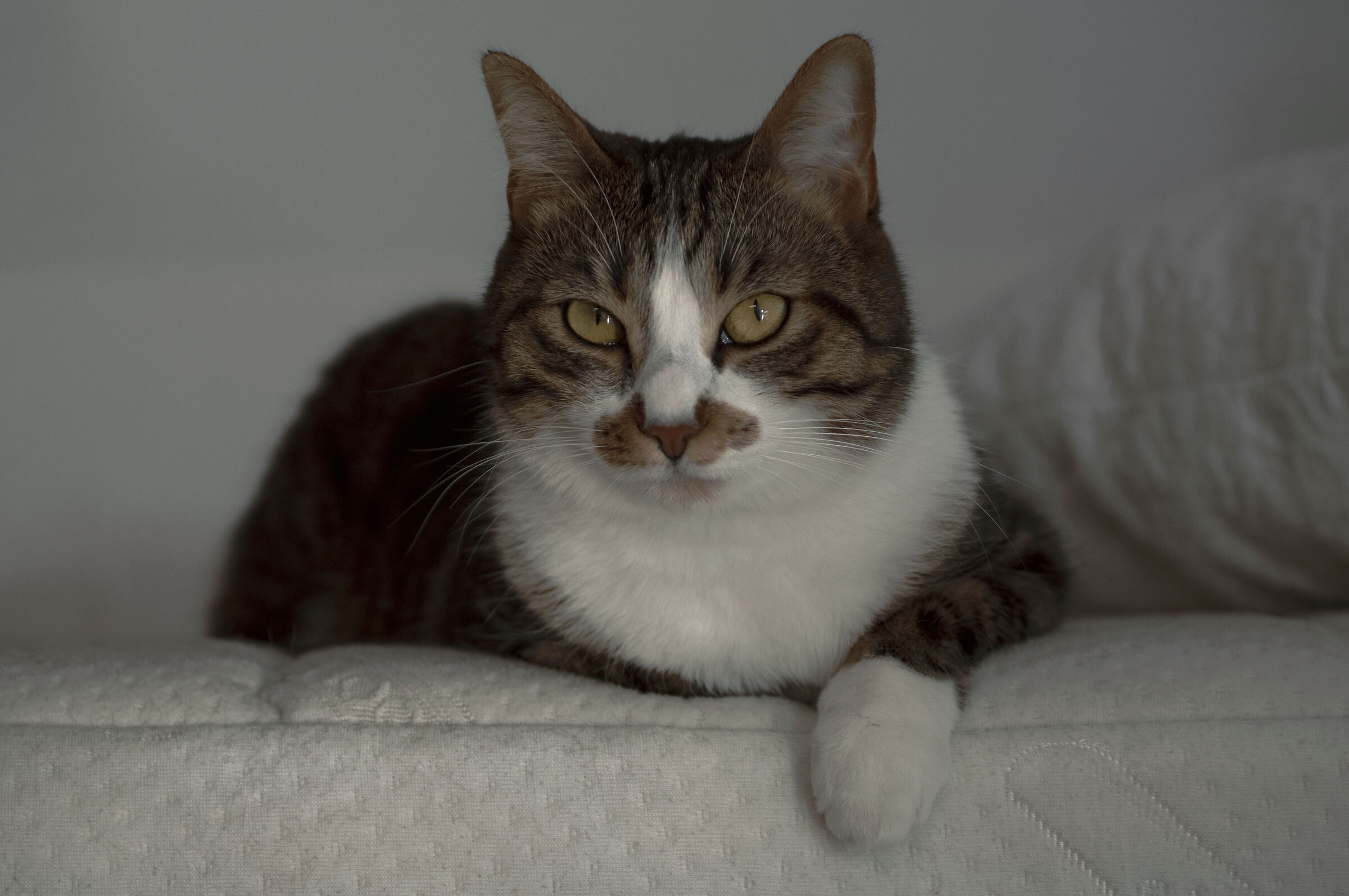 maya