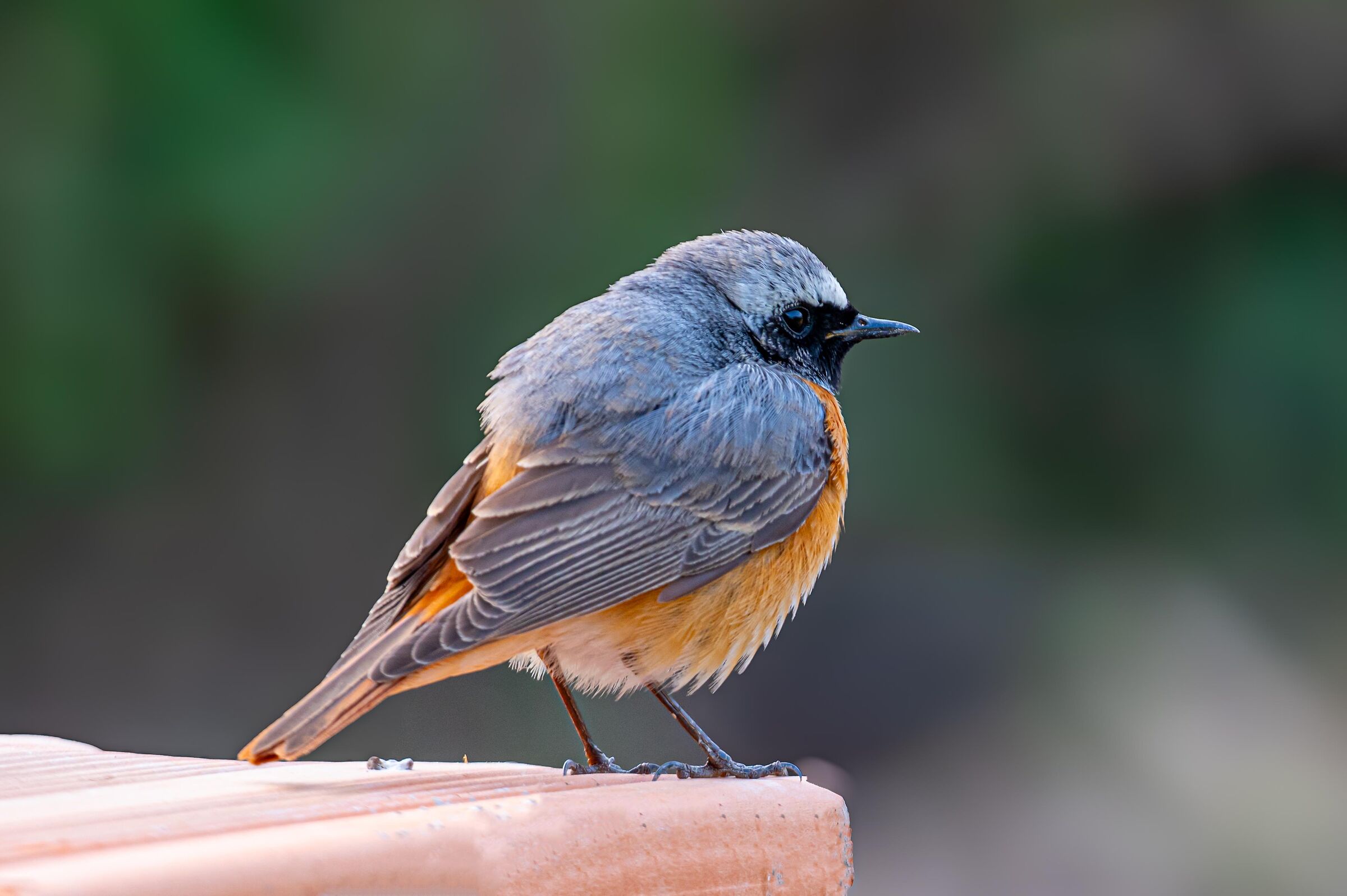 Codirosso comune (Phoenicurus phoenicurus)