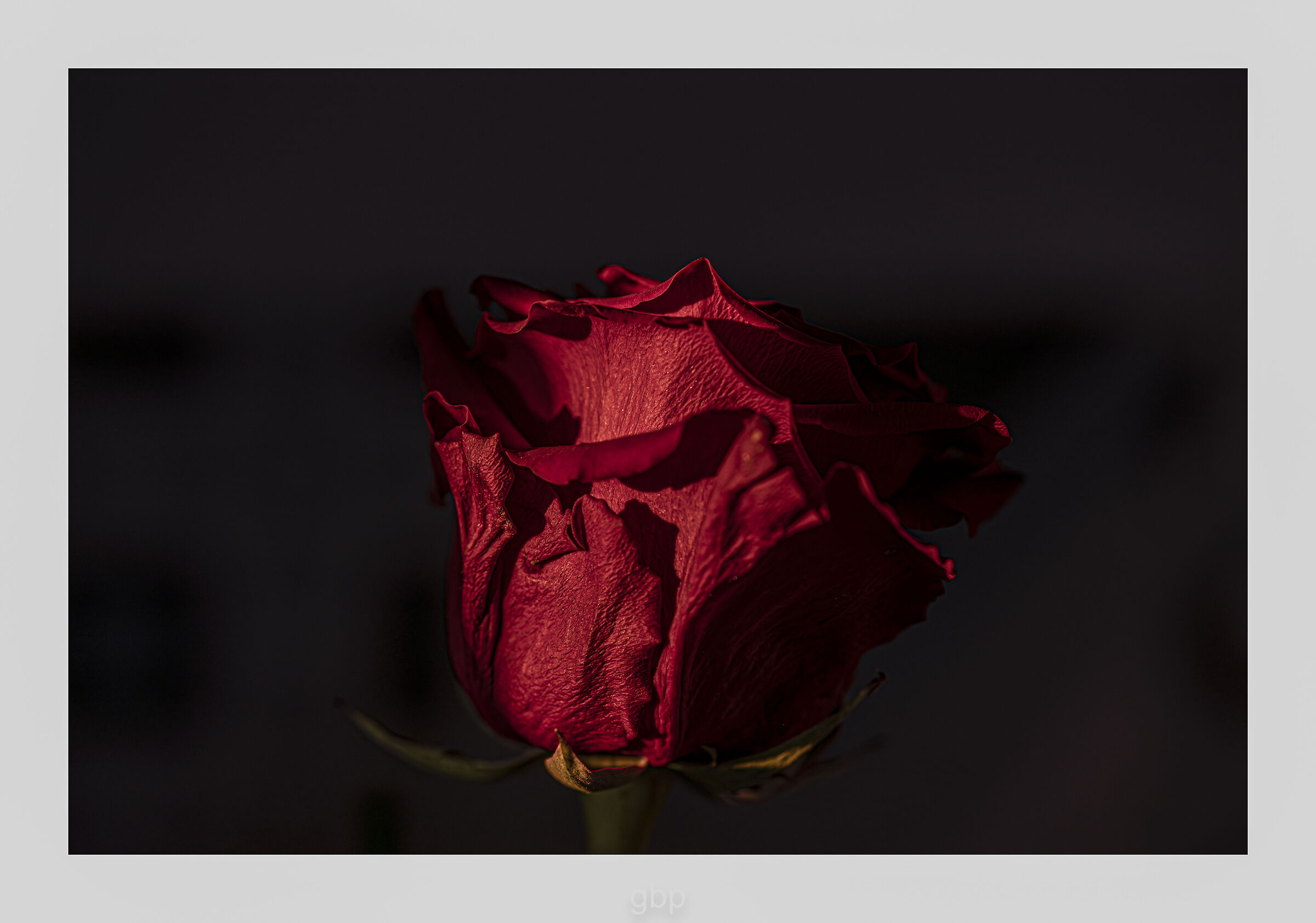 Rosa in Rosso