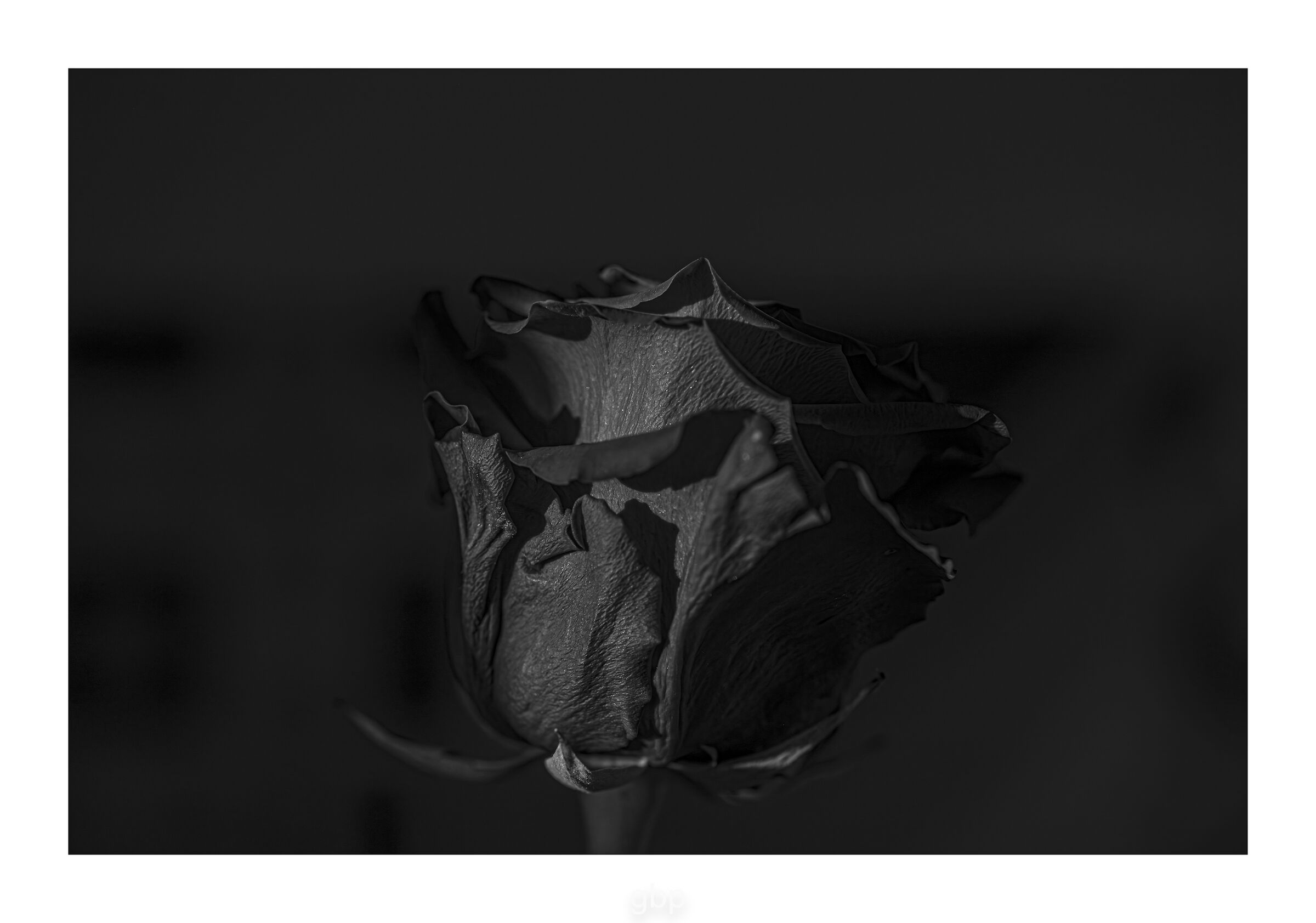 Rosa in Nero