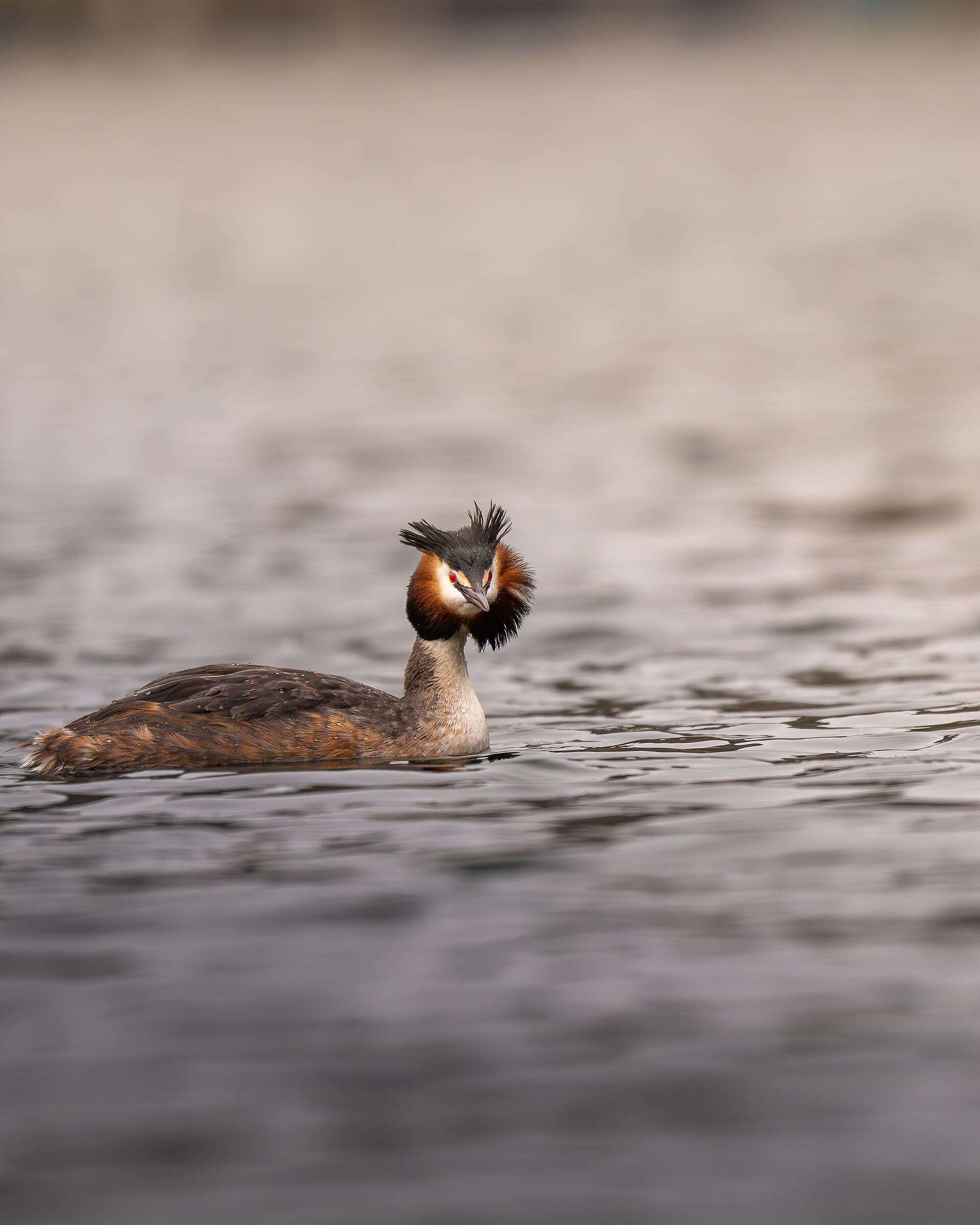 Great crested grebe