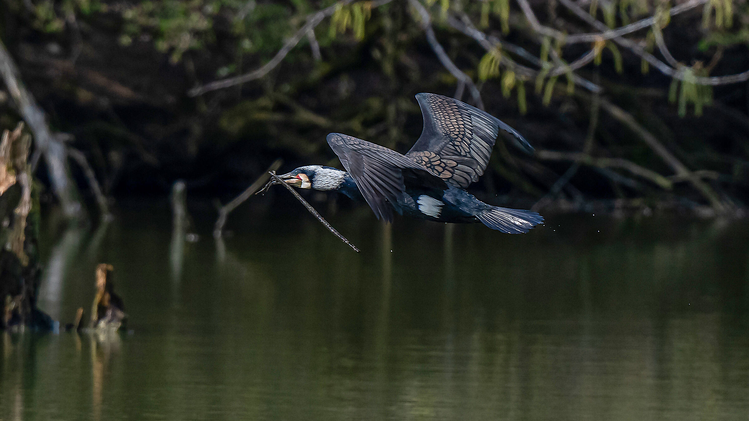 preparation of the Cormorant nest !!