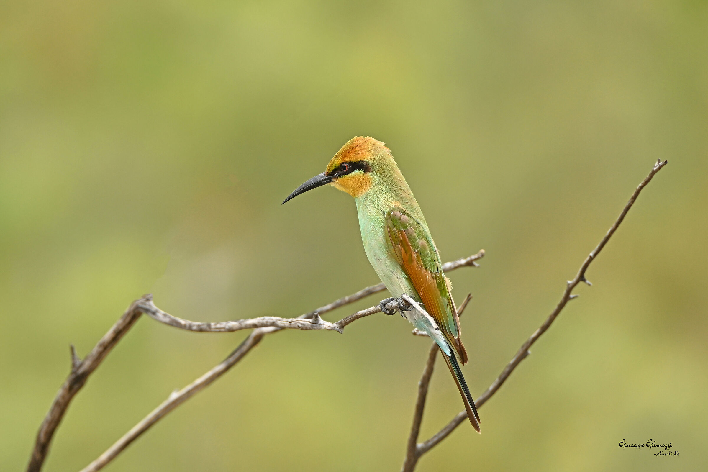 Merops ornatus