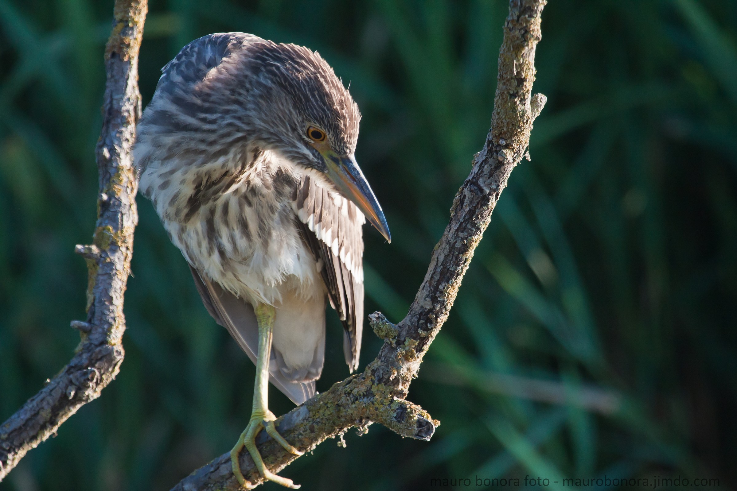 Night Heron juv