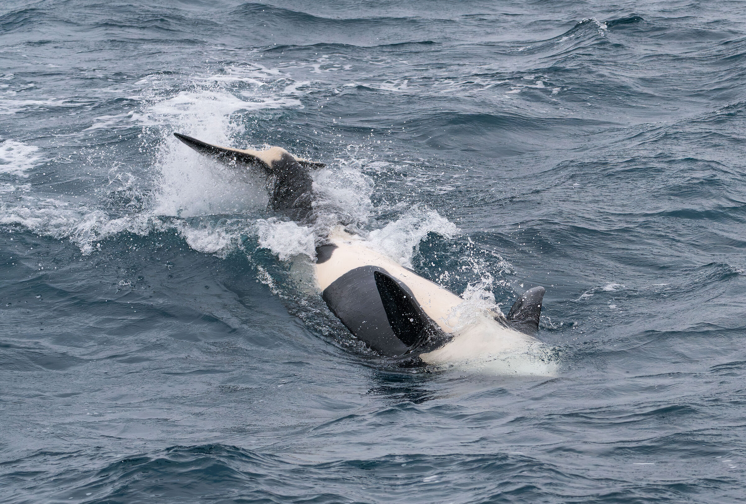 Orca convertible