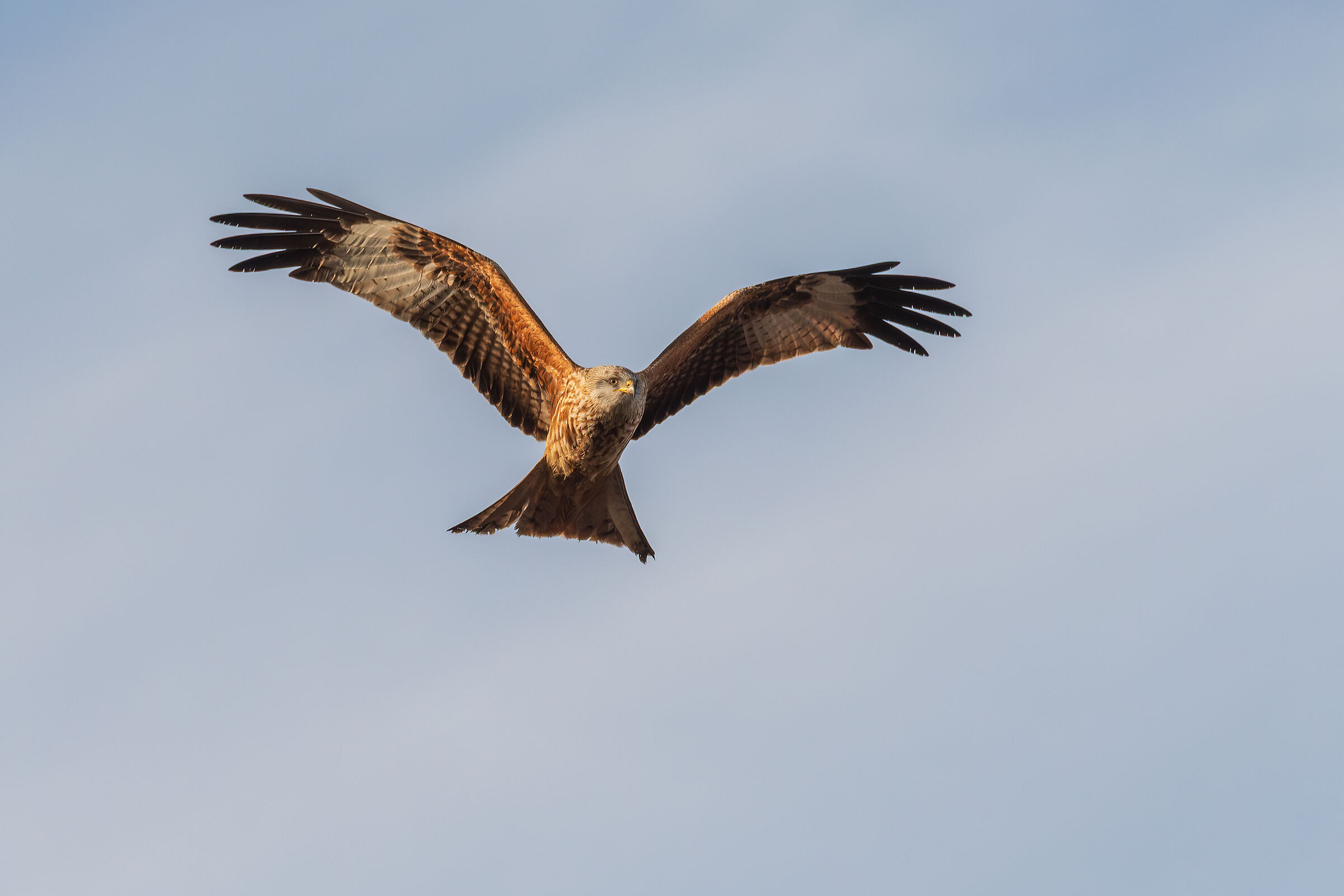Red Kite