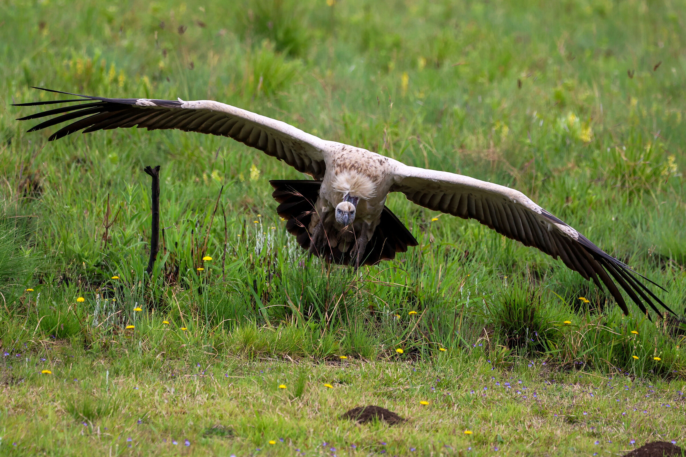 African Birds