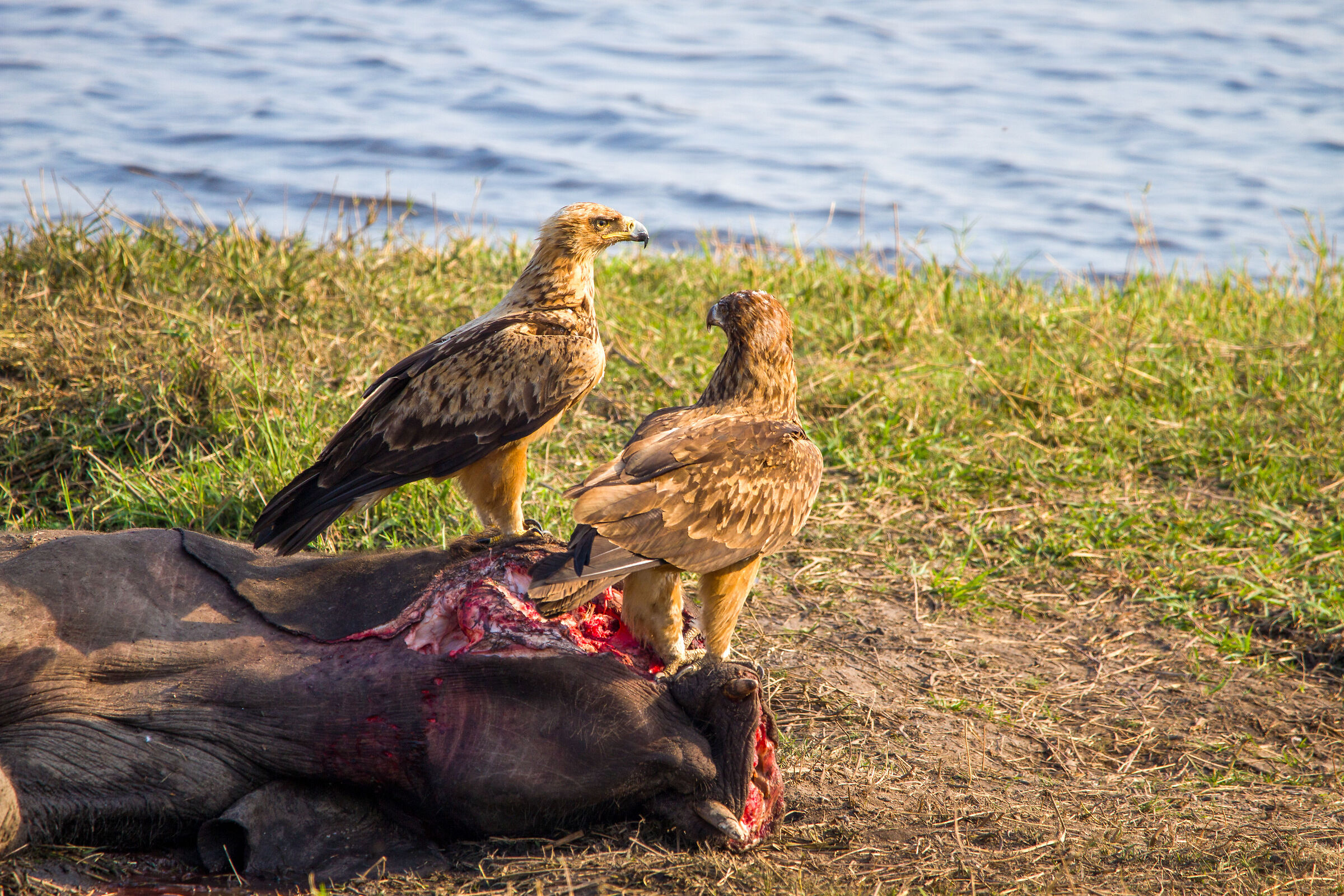 African Birds