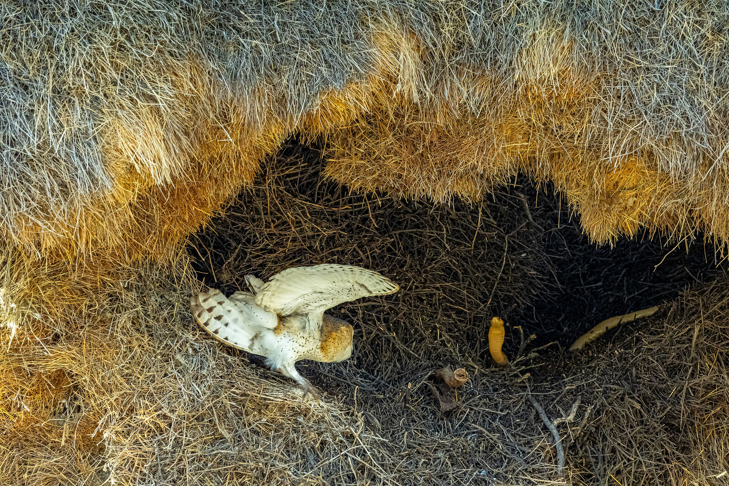 African Birds