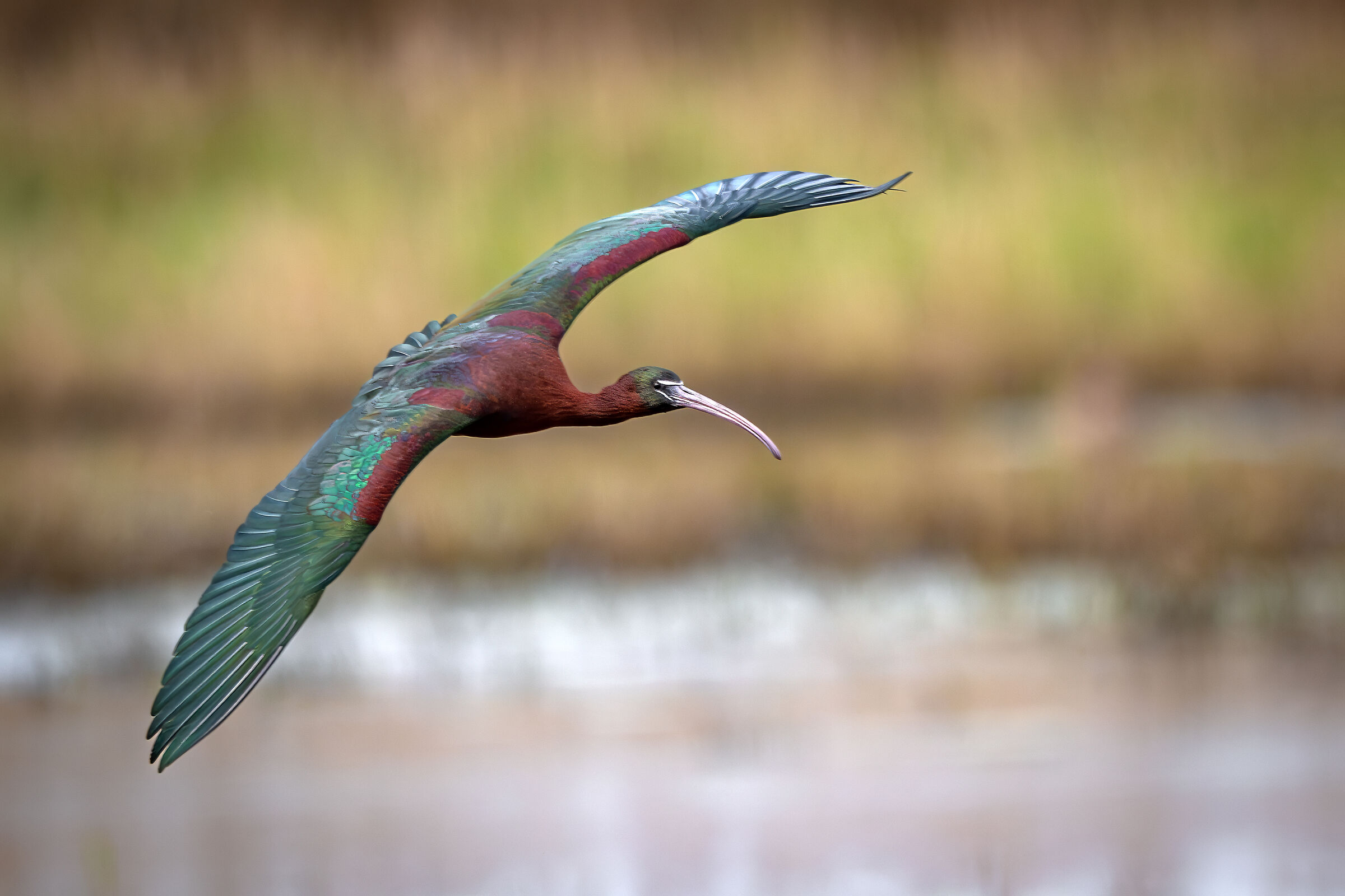 Mignattaio in volo II