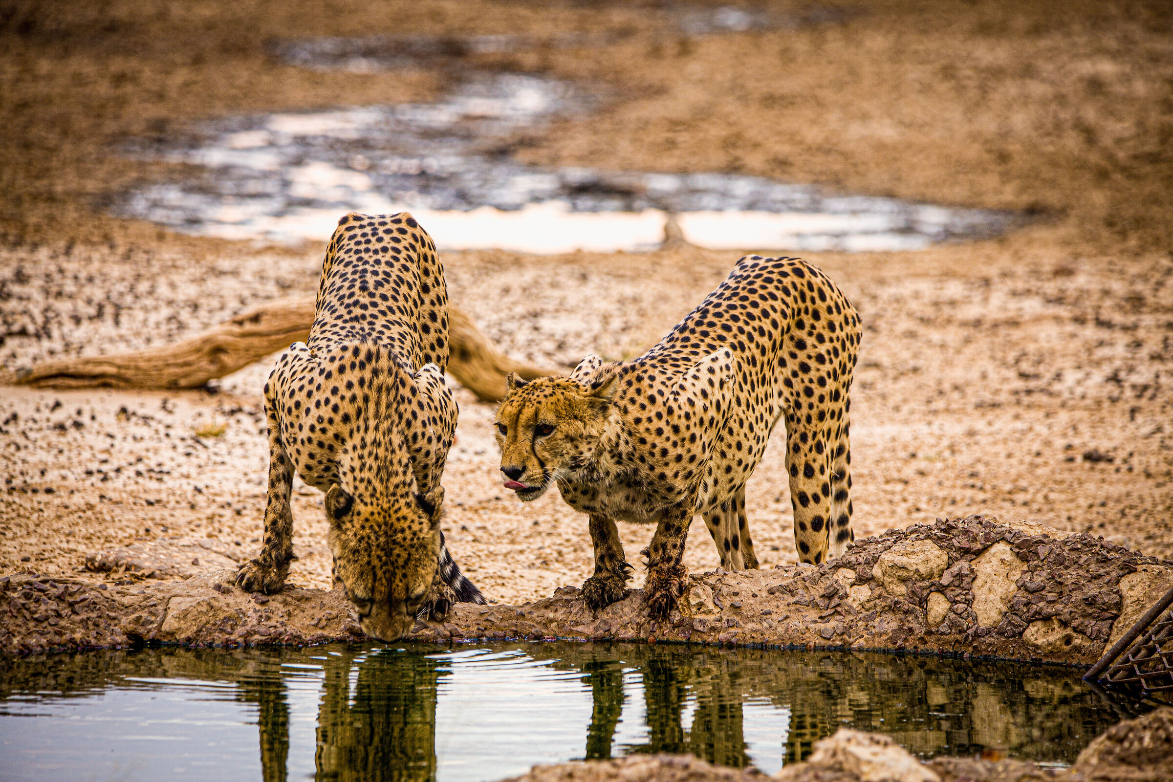 africa